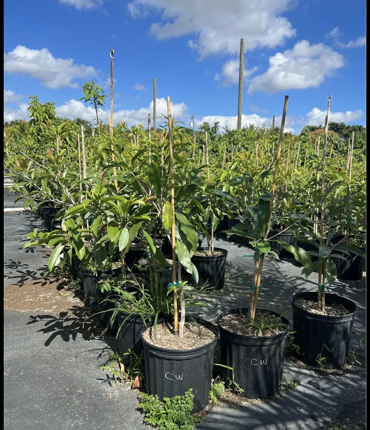 Grafted Sapodilla Tree, The Sapodilla Tree Already has Fruit. 3 to 4 Feet Tall, No Ship to CA and Hawaii.