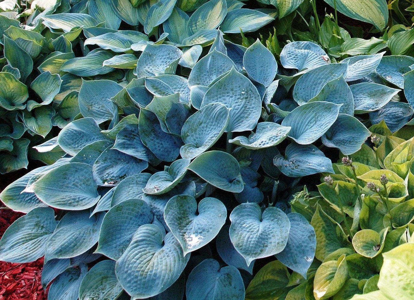 Halcyon Hosta - Gorgeous Medium Size Deep Green/Blue! - Live Plant - Quart Pot