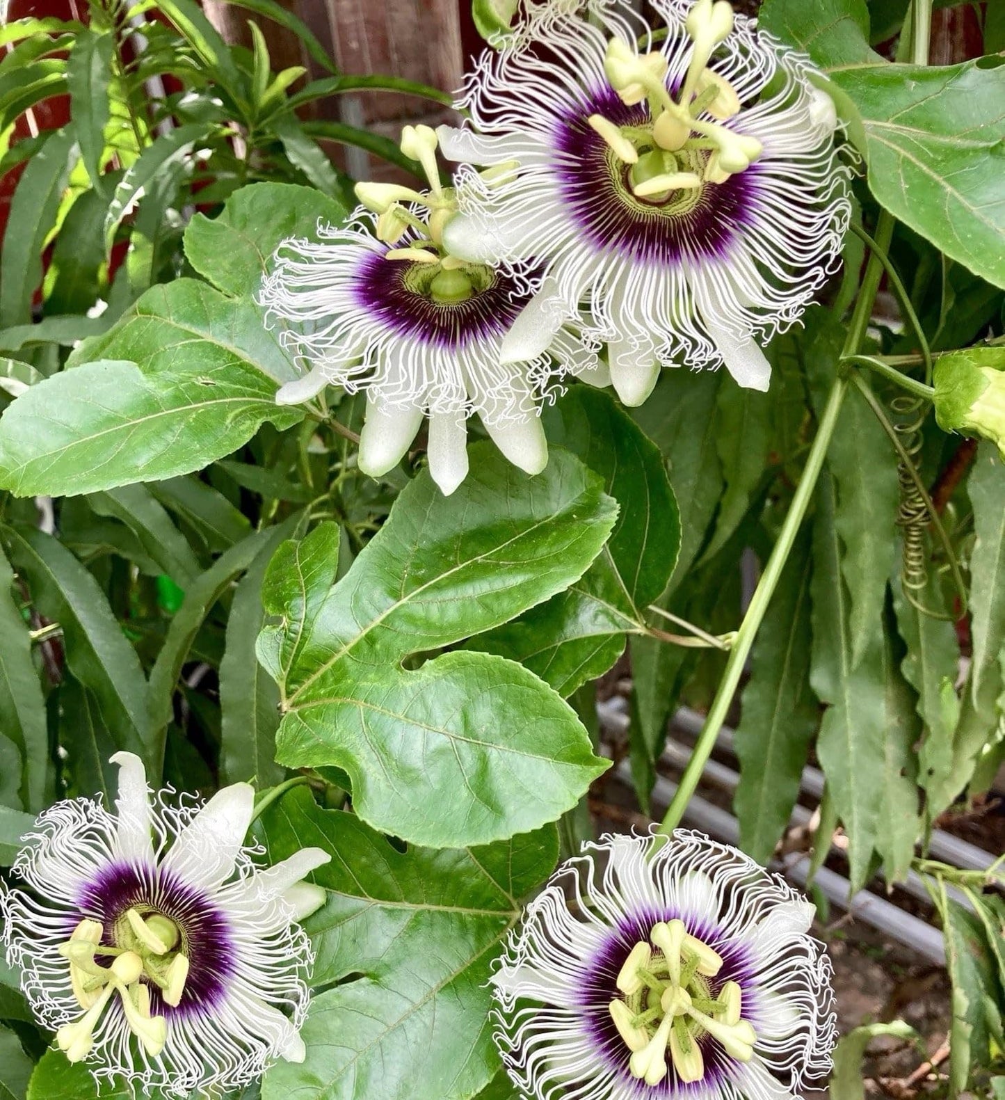 2 Purple Passion Fruit Plants/Passiflora edulis 'Possum Purple' – 8" Tall, Fully Rooted