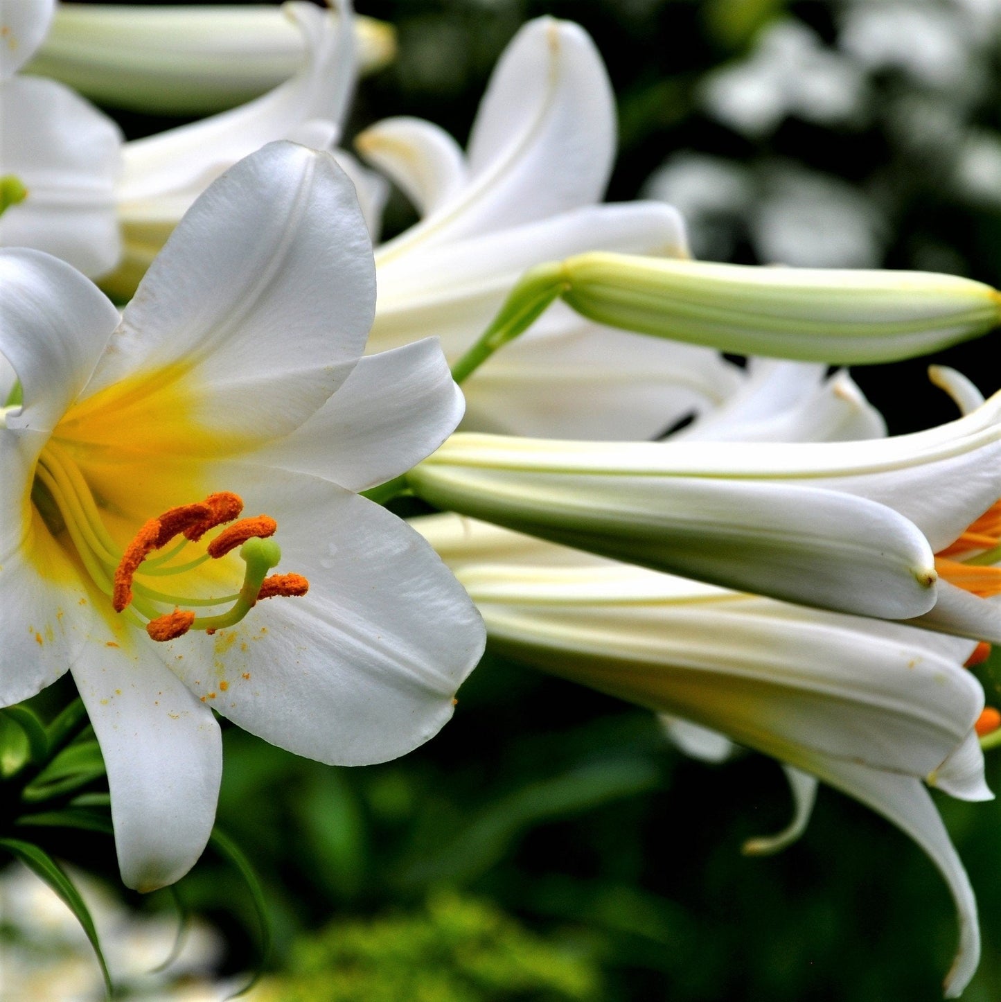Easy to Grow Lilium Trumpet Lily 'Regale' Large Plant Bulb (1 Pack) - Tall Fragrant White & Yellow Blooms in Summer Gardens