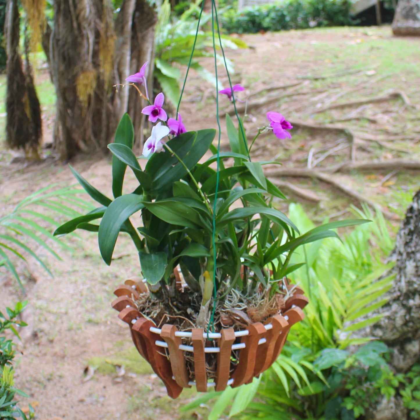 DESQUIGGLE 2 Rustic Specialist Orchid Baskets with Hangers for Outdoors, Lotus Flower Shape, 1 is 10 Inches Wide, 1 is 8 Inches, Orchid Tree Hanger