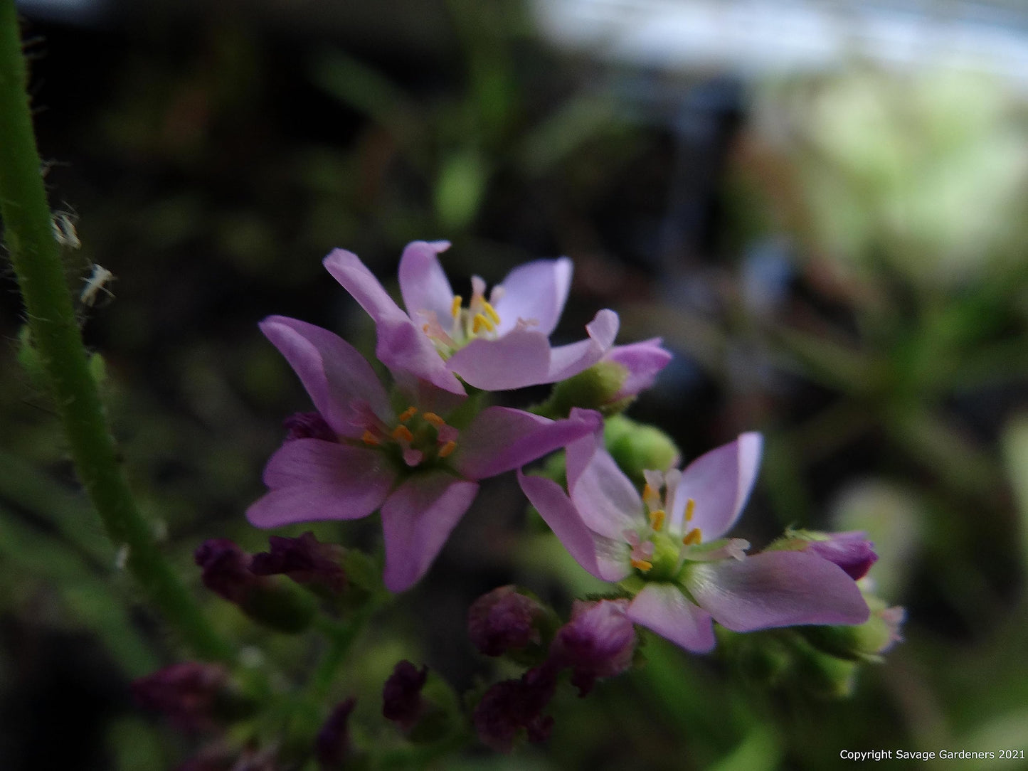 Large Carnivorous Cape Sundew (Drosera capensis Typical) Plant, Beginner Friendly Large Live Flowering Size