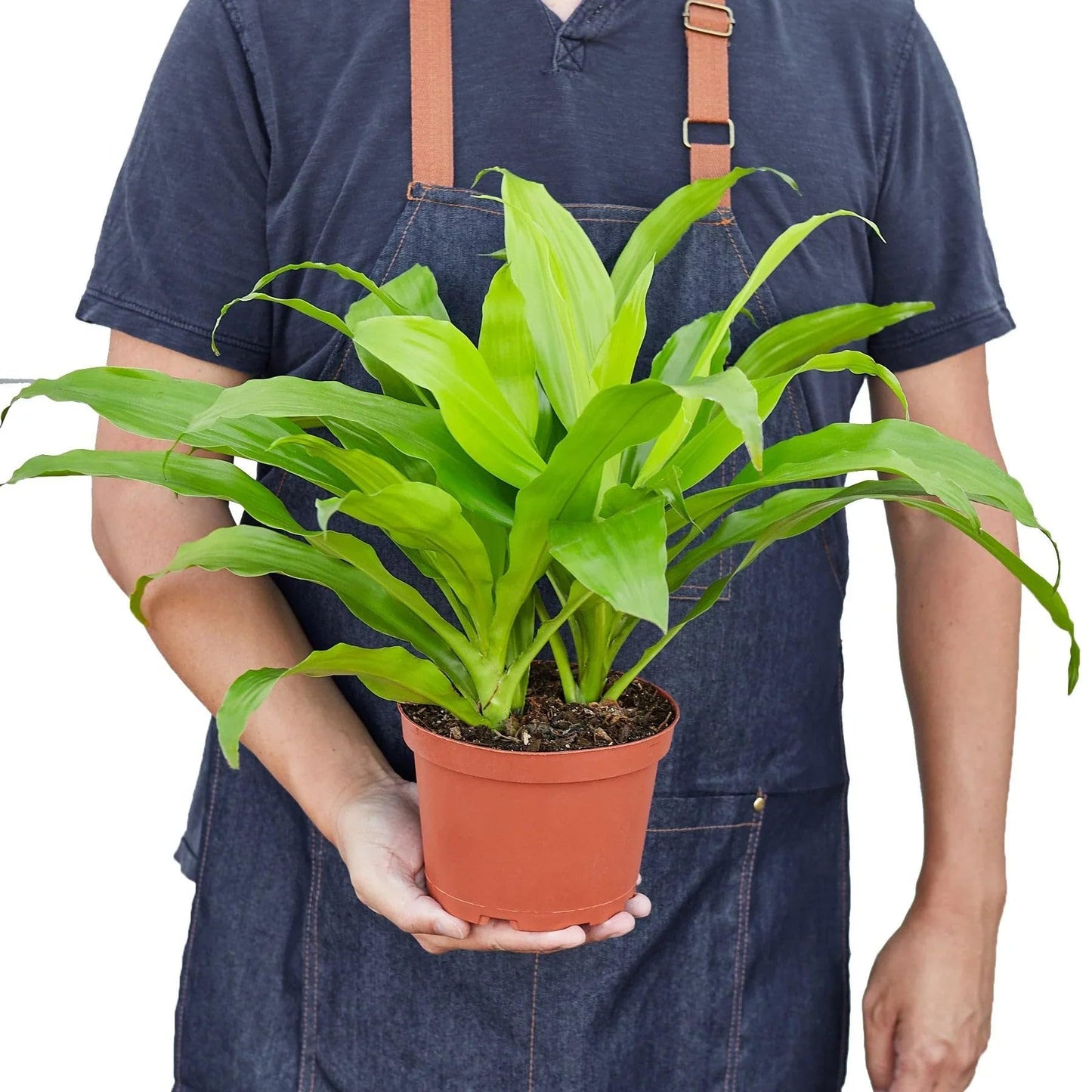 Dracaena Lime Light | Live Plant for Indoor & Outdoor | for Living Room, Office, Bathroom | (6" Pot)