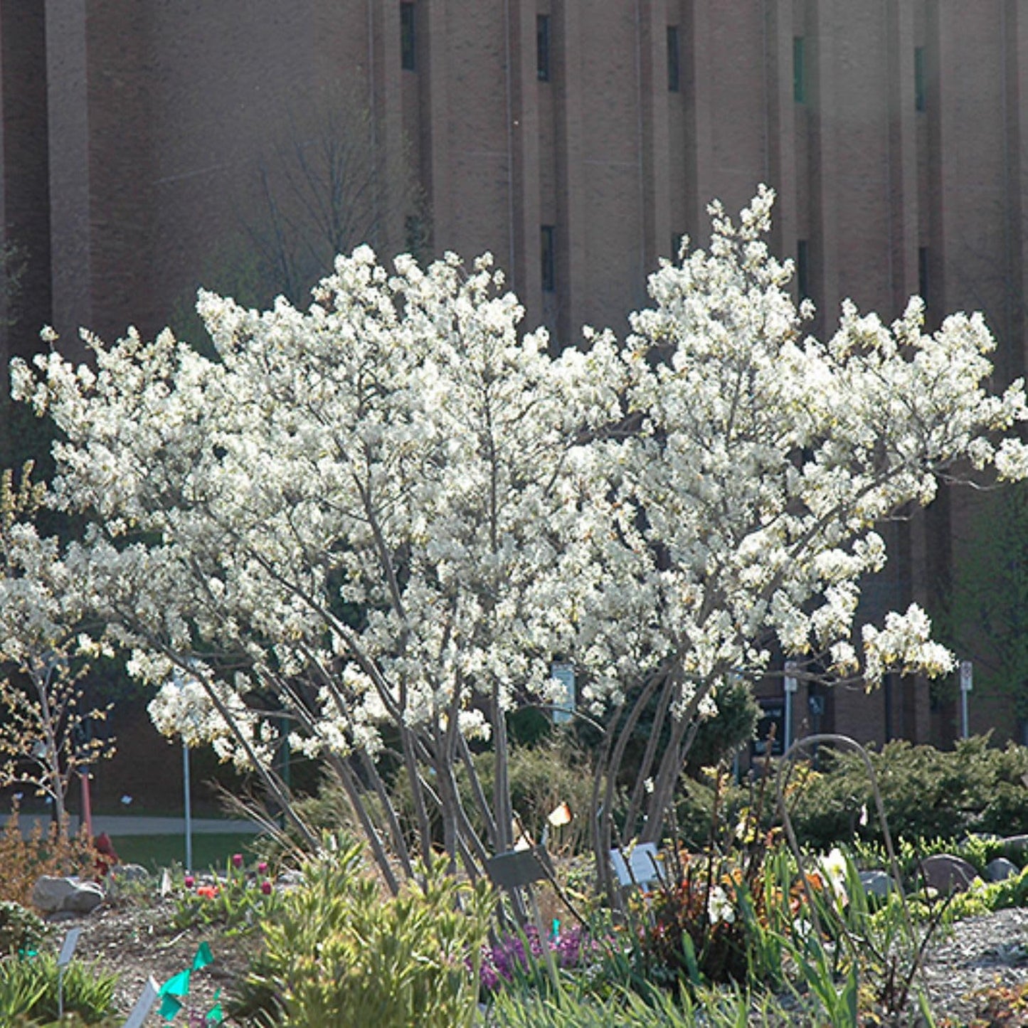 Autumn Brilliance Serviceberry, Four-Season Interest with Blooms and Berries, 1 gal. Nursery Pot, 1–2 ft Tree Height (Ships to 48 States Including CA & AZ)