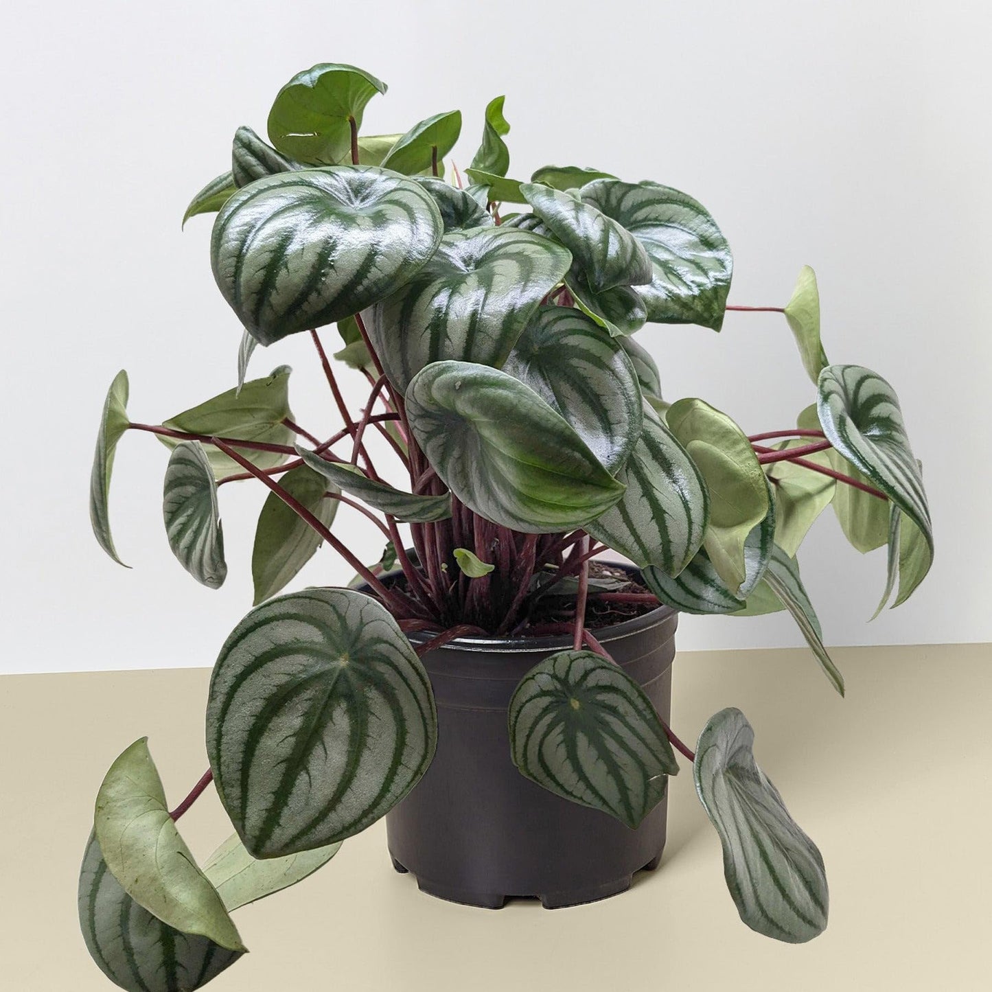 Peperomia Watermelon | Live Plant for Indoor & Outdoor | for Living Room, Office, Bathroom | (6" Pot)
