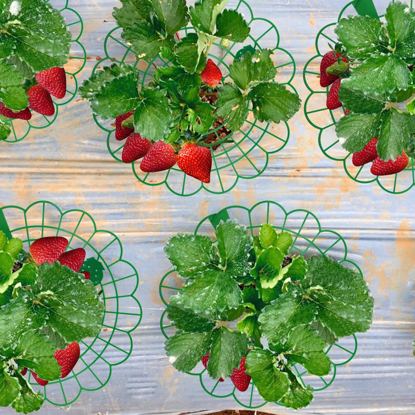 Iceyyyy 6 Pack Strawberry Plant Stand Supports-Strawberry Plant Support Stand Rack with 4 Support Feets-Growing Frame Holder Cage to Keep Berries Clean and Prevent Rot