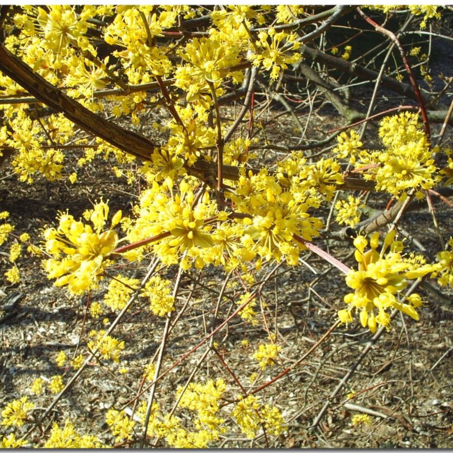 Spicebush Plant Live for Planting, Spicebush Shrub Yellow Flower in Quart Pot,10-14" Tall