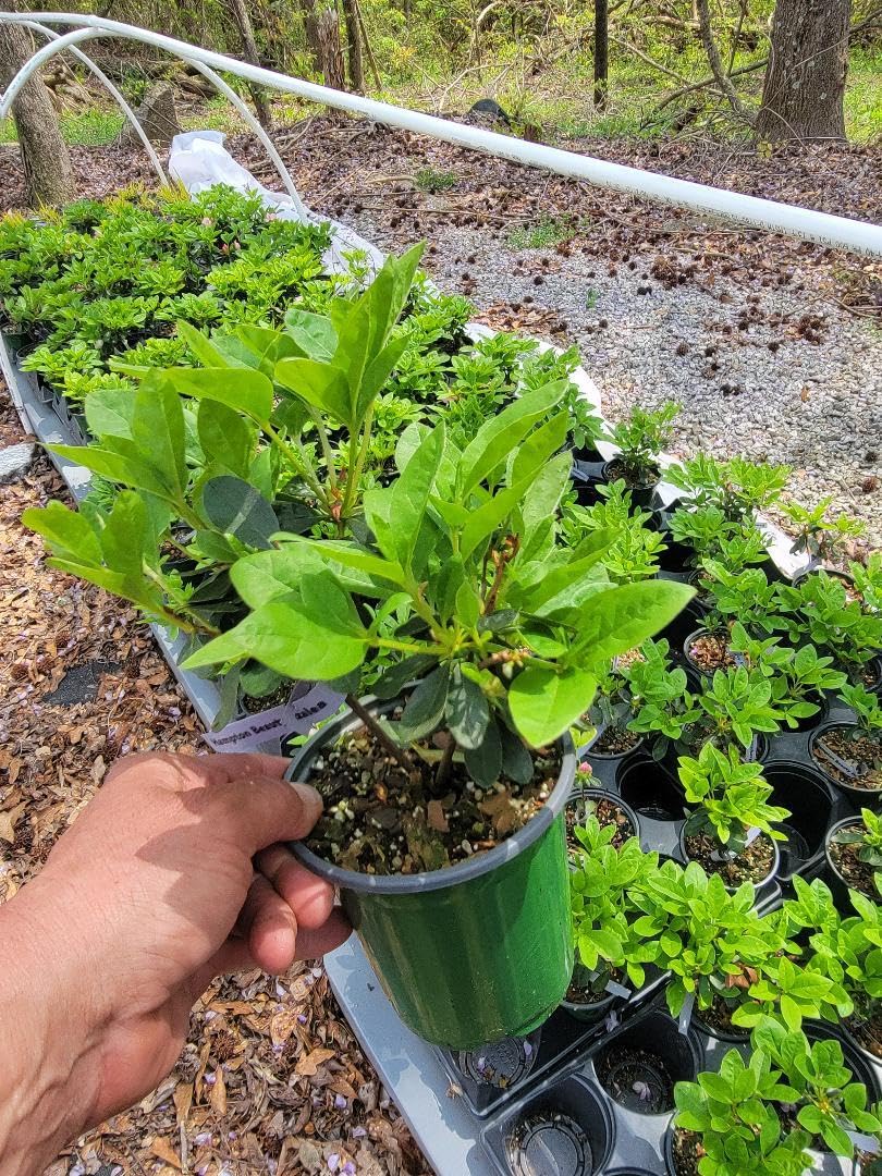 Live Plant - Hampton Beauty (Bonsai) Azalea