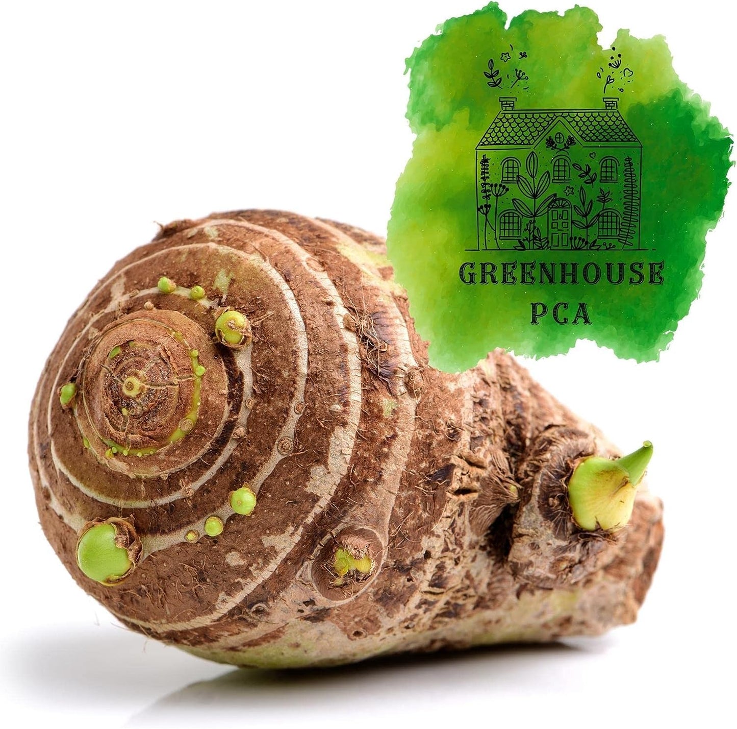 20 Green Elephant Ear Taro Bulbs - cocoyam, dasheen, eddo, Egyptian Ginger, IMO, kalo, colocasia antiquorum, IMO, Dalo, Taro