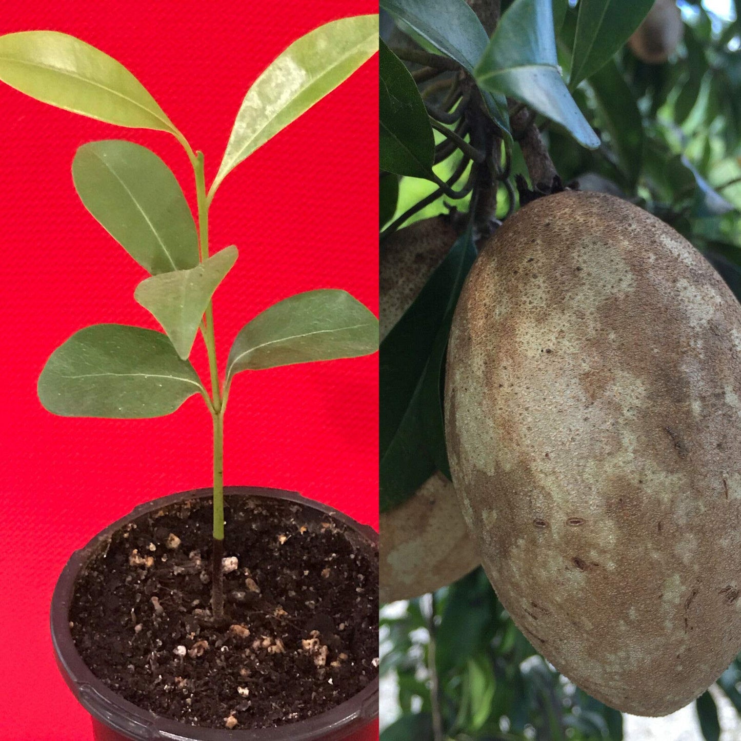 US Warehouse, Live Plant (Not Seed or Bulb), Sapodilla Manilkara Zapota Chiku Excalibur Tropical Tree Starter Plant Seedling