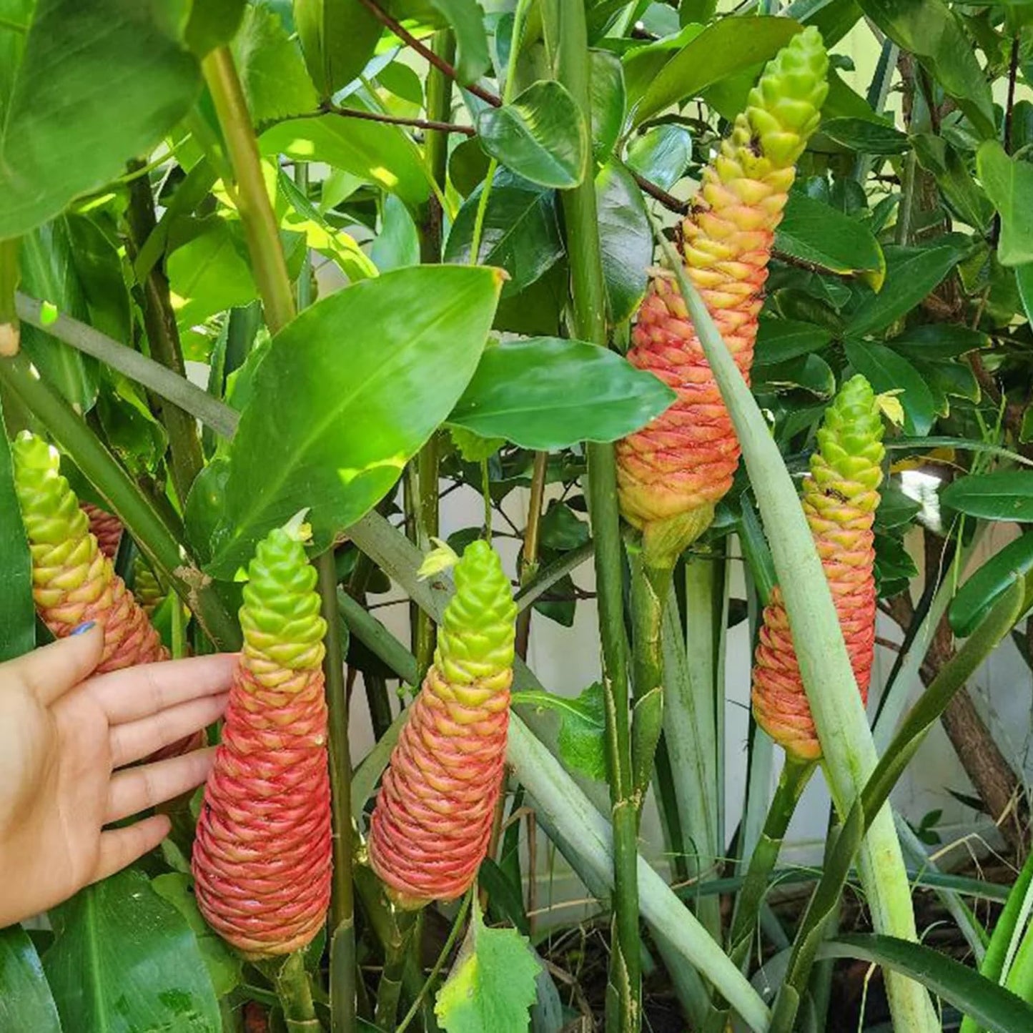 Pack 8 Awapuhi Shampoo Ginger Roots, Zingiber Zerumbet Pinecone Ginger Rhizomes to Grow