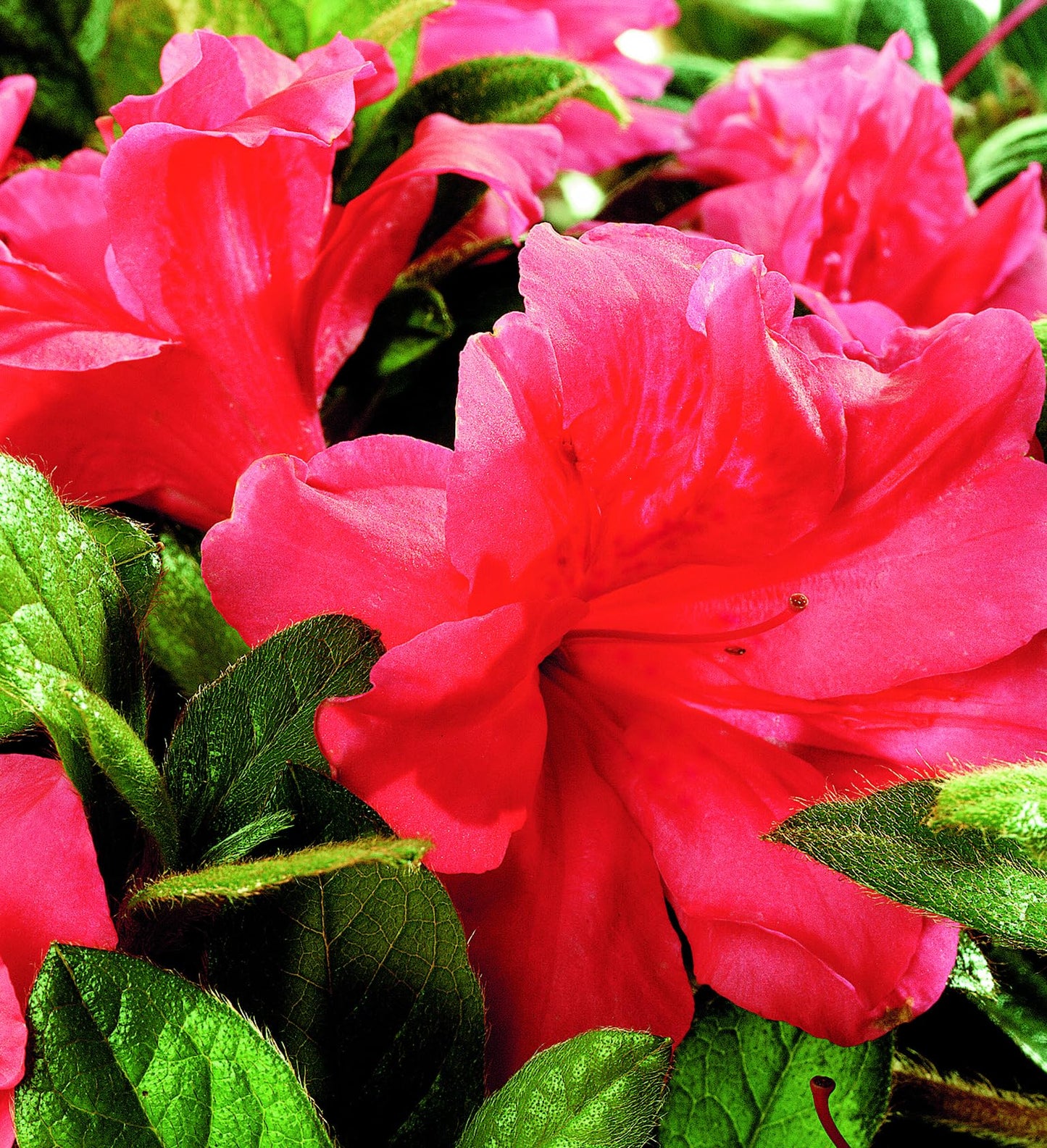 Encore Azalea Autumn Monarch (2 Gallon) Orange - Pink Flowering Shrub - Full Sun Live Outdoor Plant
