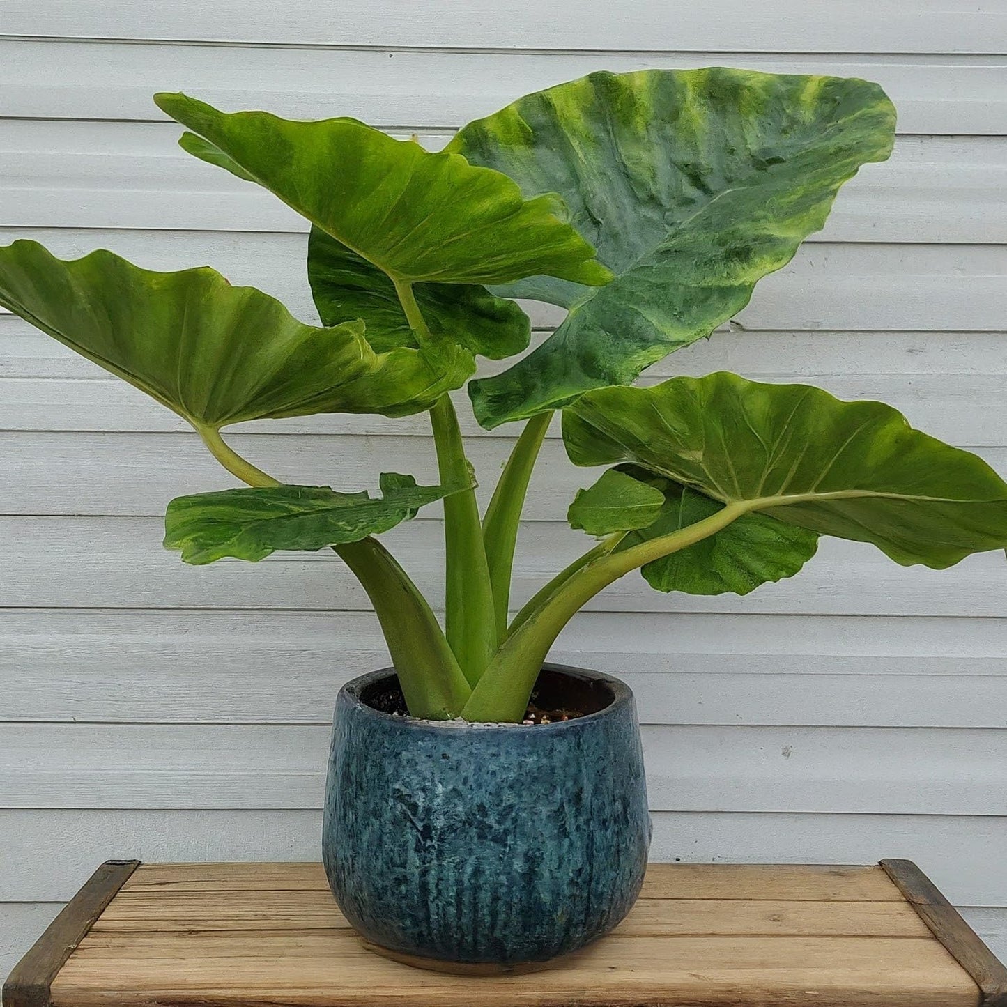 Giant Elephant Ear Bulb for Planting - Colocasia Esculenta (1 Bulb)