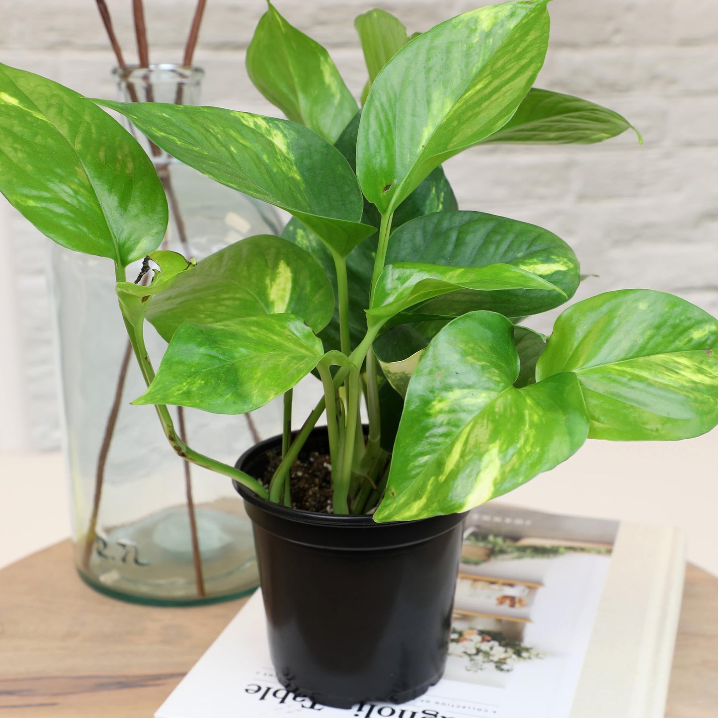 Live Pothos Plants (4PK) Indoor Plants Live Houseplants Mix Pack, Pothos Live Plant Box, Epipremnum Aureum, House Plants Indoors Live Plants, Real Plant Decor, Devils Ivy Vine by Plants for Pets