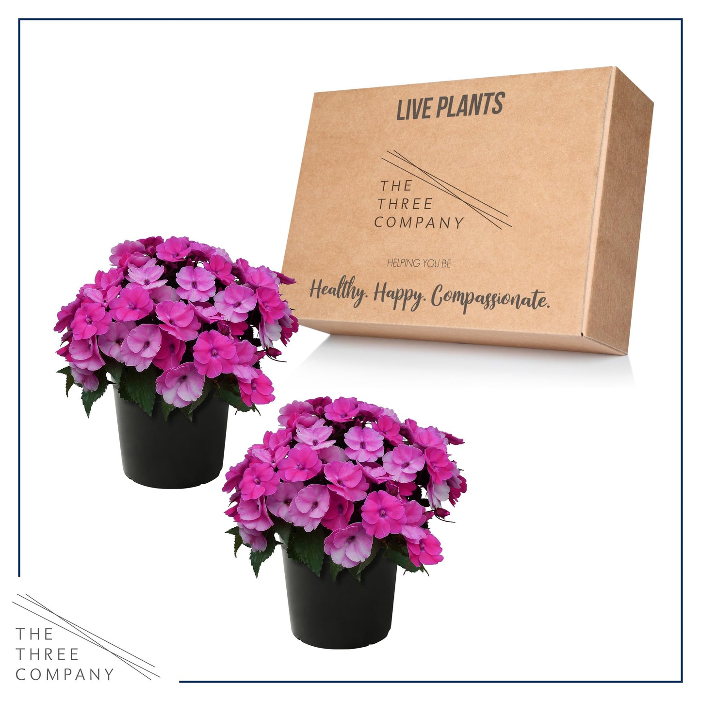 Live Flowering Sunpatiens - Purple (2 Plants Per Pack), Beautiful Annual Summer Color, 10" Tall by 6" Wide in 1 Quart Pot