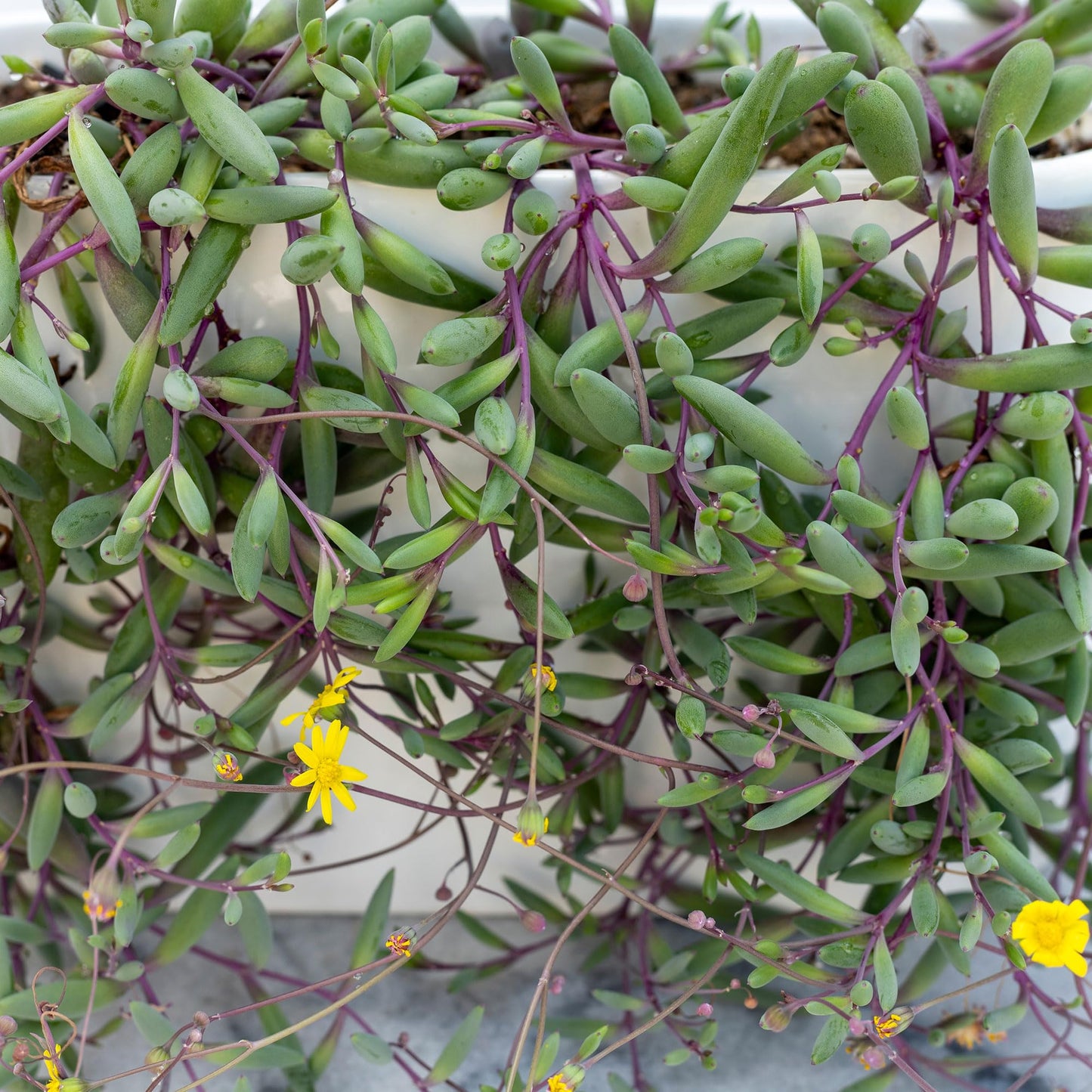 Mountain Crest Gardens Trailing & Strings Succulent Pack - 6 Live Plants in 2 Inch Pots - Real Succulents for Hanging Planters, Home Decor, and DIY Arrangements