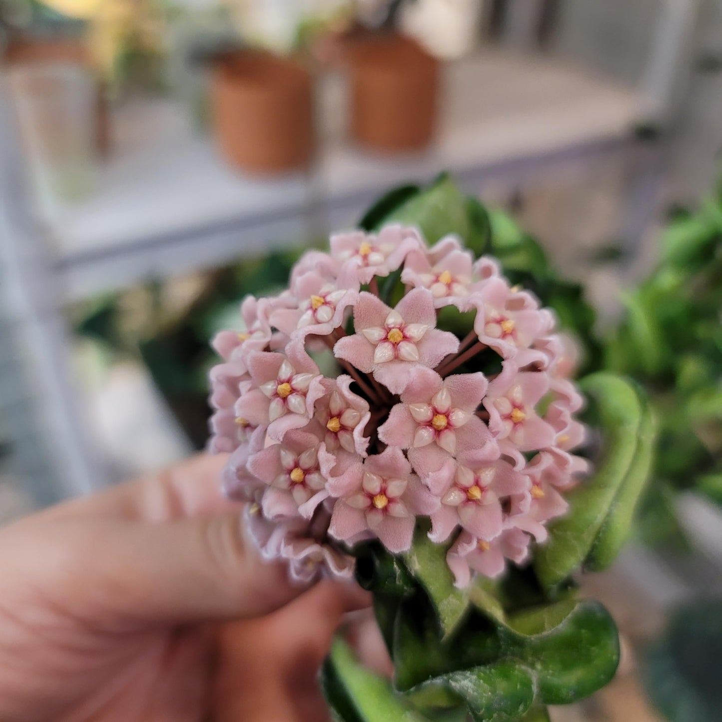 Hoya Compacta aka Hoya Hindu Rope Available in 2", 4", and 6" Pot Live Hoya Plant Air-Purifying Plant (Hoya Compacta, 4" Pot with 2 Plants, Very Short Right Now)