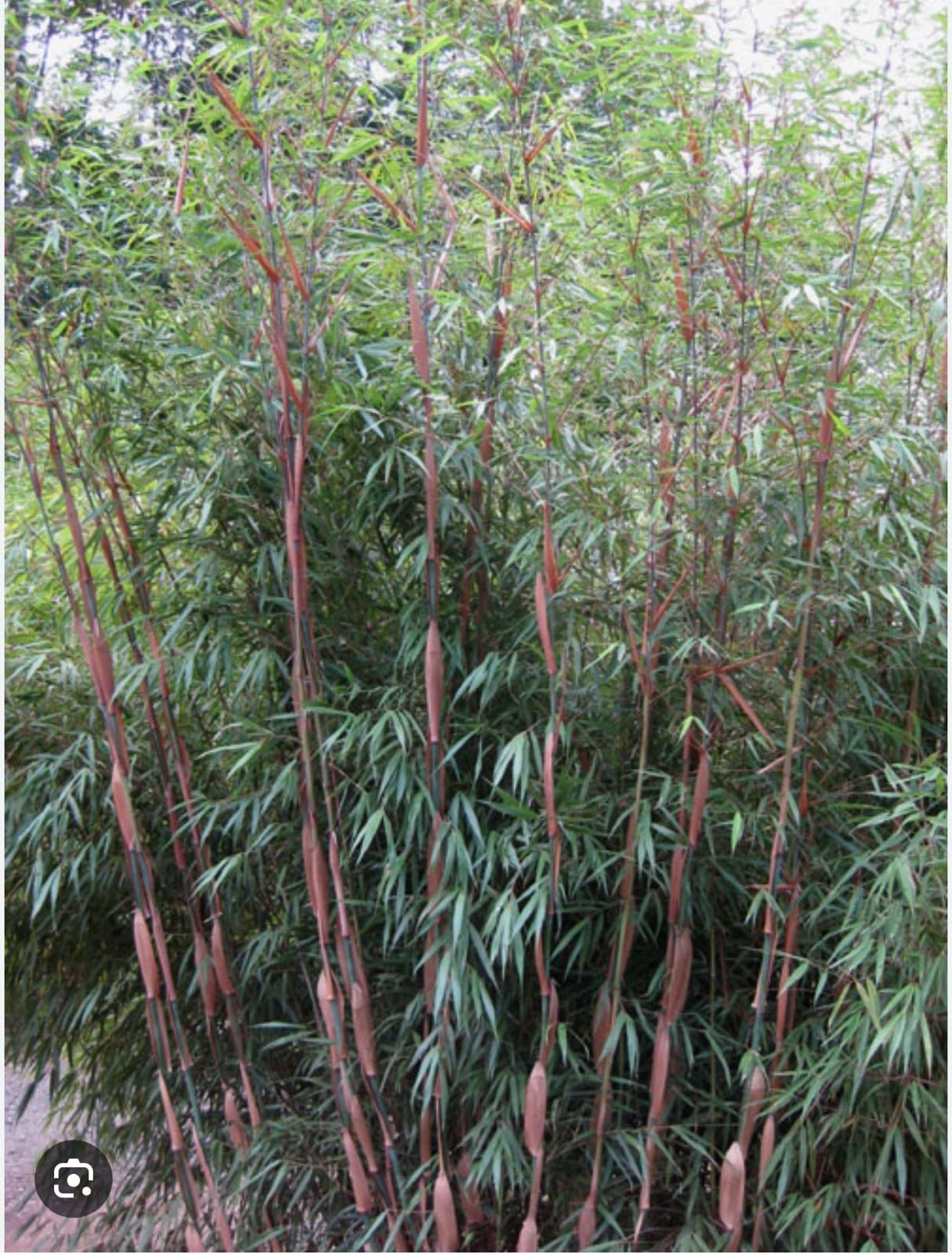 Live Plant - Scabrida Bamboo-fargesia-Rooted Plant-Clumping Non-Invasive-Cold Hardy-18-24”