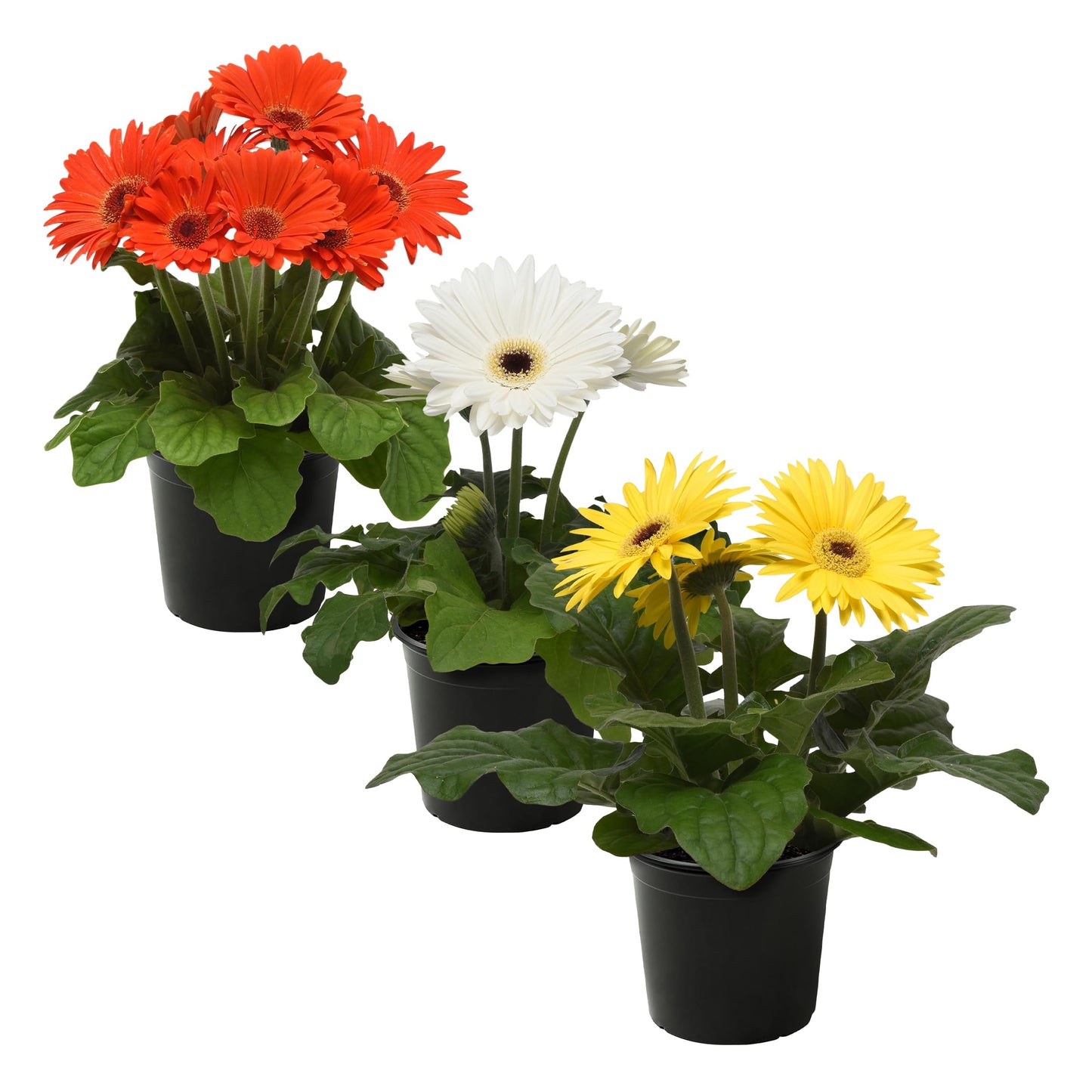 Live Flowering Gerbera Daisies - Grower's Choice Assorted Colors (3 Plants Per Pack) - Beautiful Spring Flowers - 12" Tall by 5" Wide in 1 Qt Pot