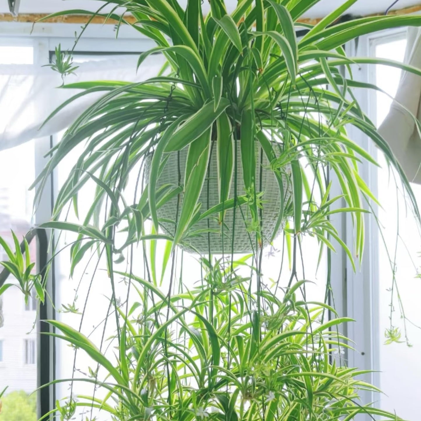 NYGardenia 2 Reverse Variegated Spider Plant Cuttings – Fast-Growing Indoor Houseplants, Air-Purifying Hanging Basket Greenery