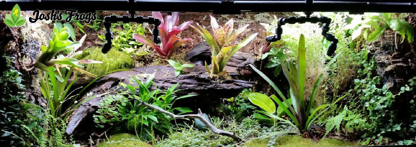 Josh's Frogs Philodendrons (Moonlight)