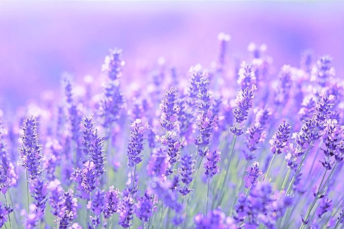 Thracian™ Bio Lavender Eco Deodorant with Zinc Oxide, for Sensitive Skin, Aluminum Free, Baking Soda Free, Alcohol Free, No Added Fragrance, 2.5 Fl Oz (Pack of 2)