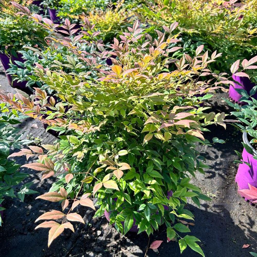 Cool Glow® Pomegranate Heavenly Bamboo, 3 Gallon