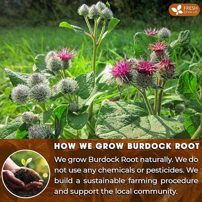 FreshDrinkUS, Premium 2oz Burdock Root Powder, 100% Natural & Pure from Burdock Root, No Additives, No Caffeine, Vegan