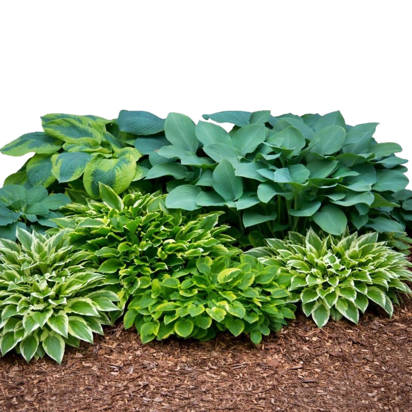 Easy to Grow Hosta Bumper Crop Mix 30 Trimmed Roots - Mixed Varieties Colorful Foliage, Summer Flowers Partial to Full Shade Zones 3-8
