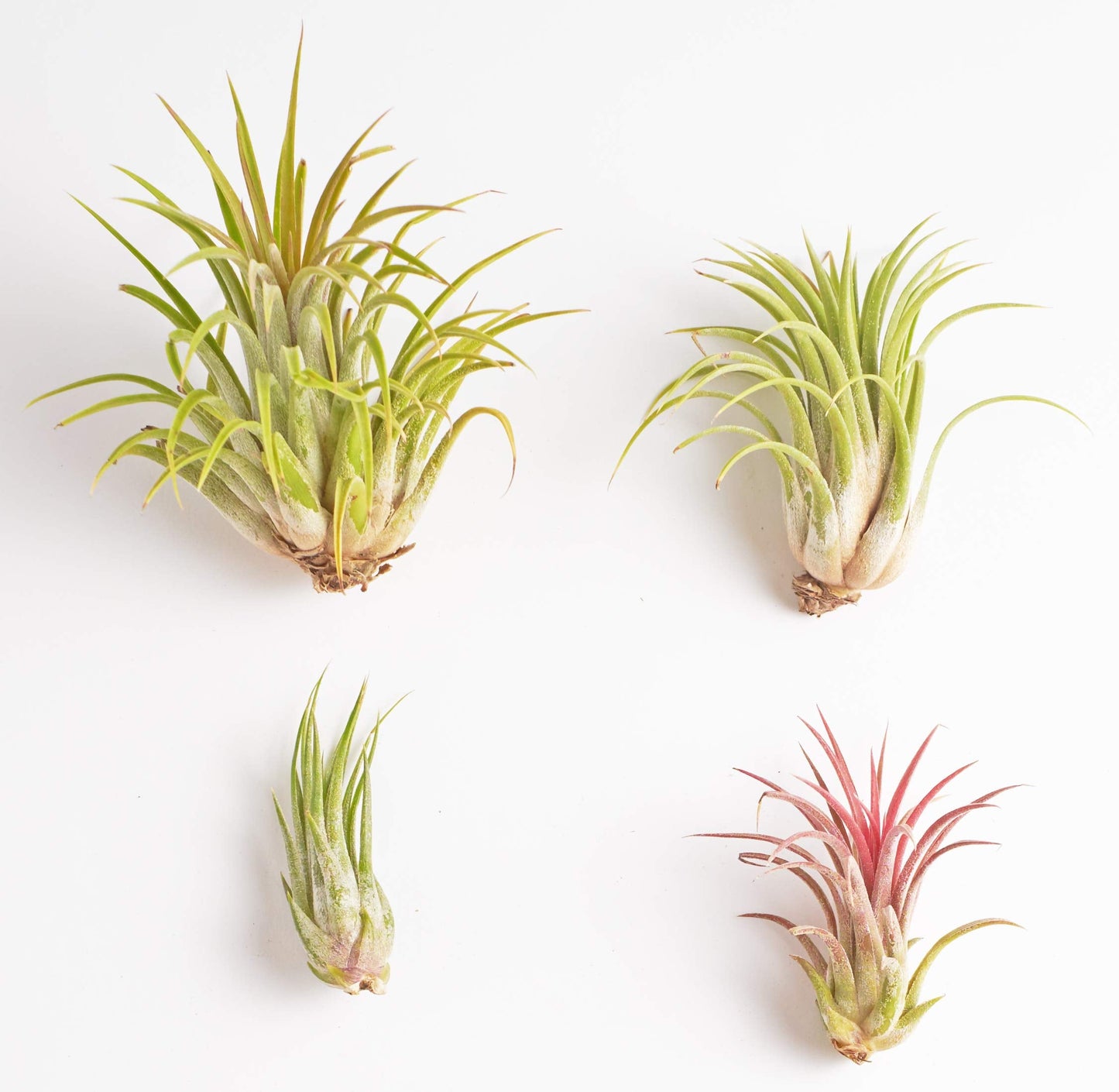 Shop Succulents Bromeliad Collection Hand Selected Variety of Tillandsia Ionantha, Purifying Live Indoor Air Plants