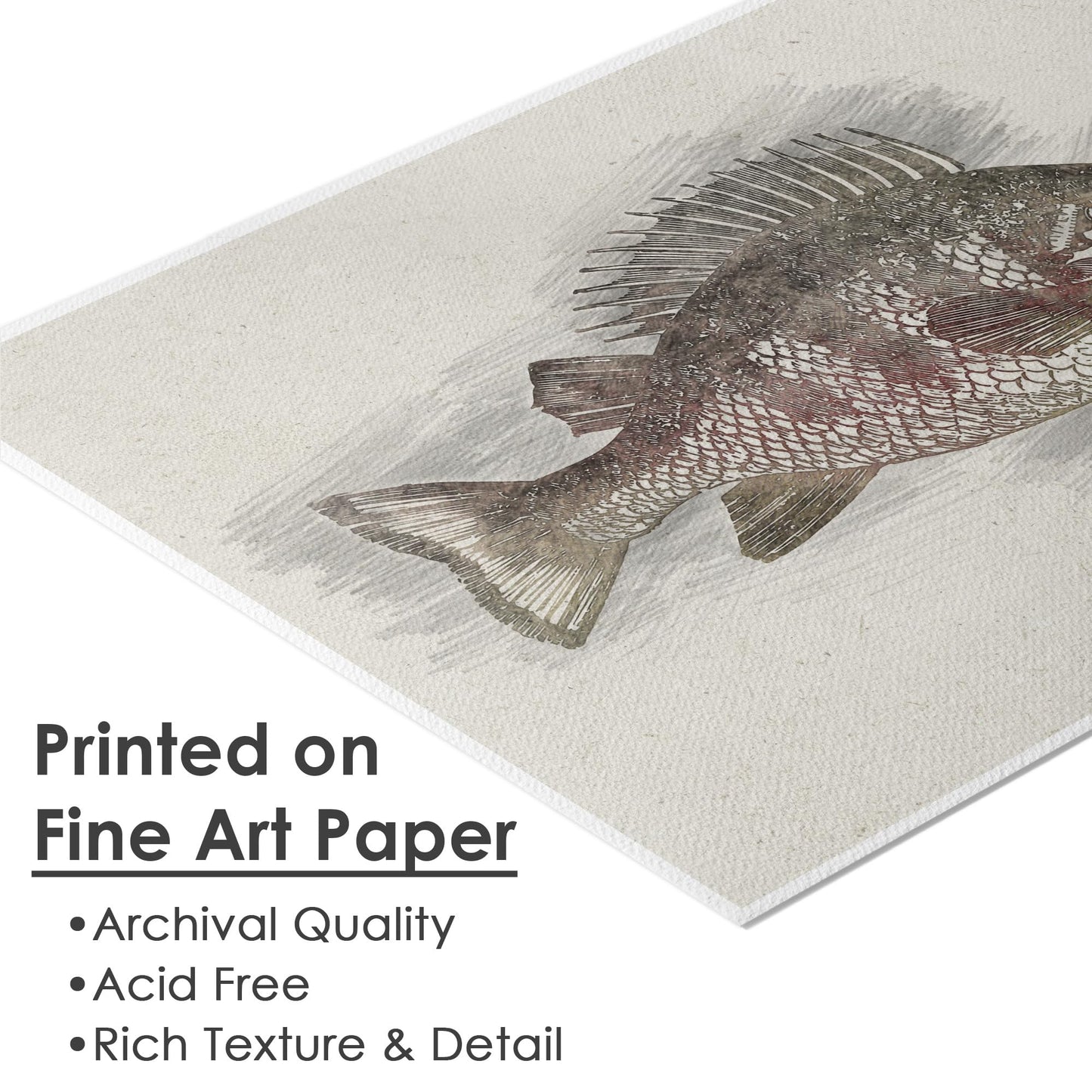 DREAM BIG PRINTABLES Fish Sketches Art Prints (Set of 6) - Unframed - 8x10 | Fishing Wall Decor for Fisherman