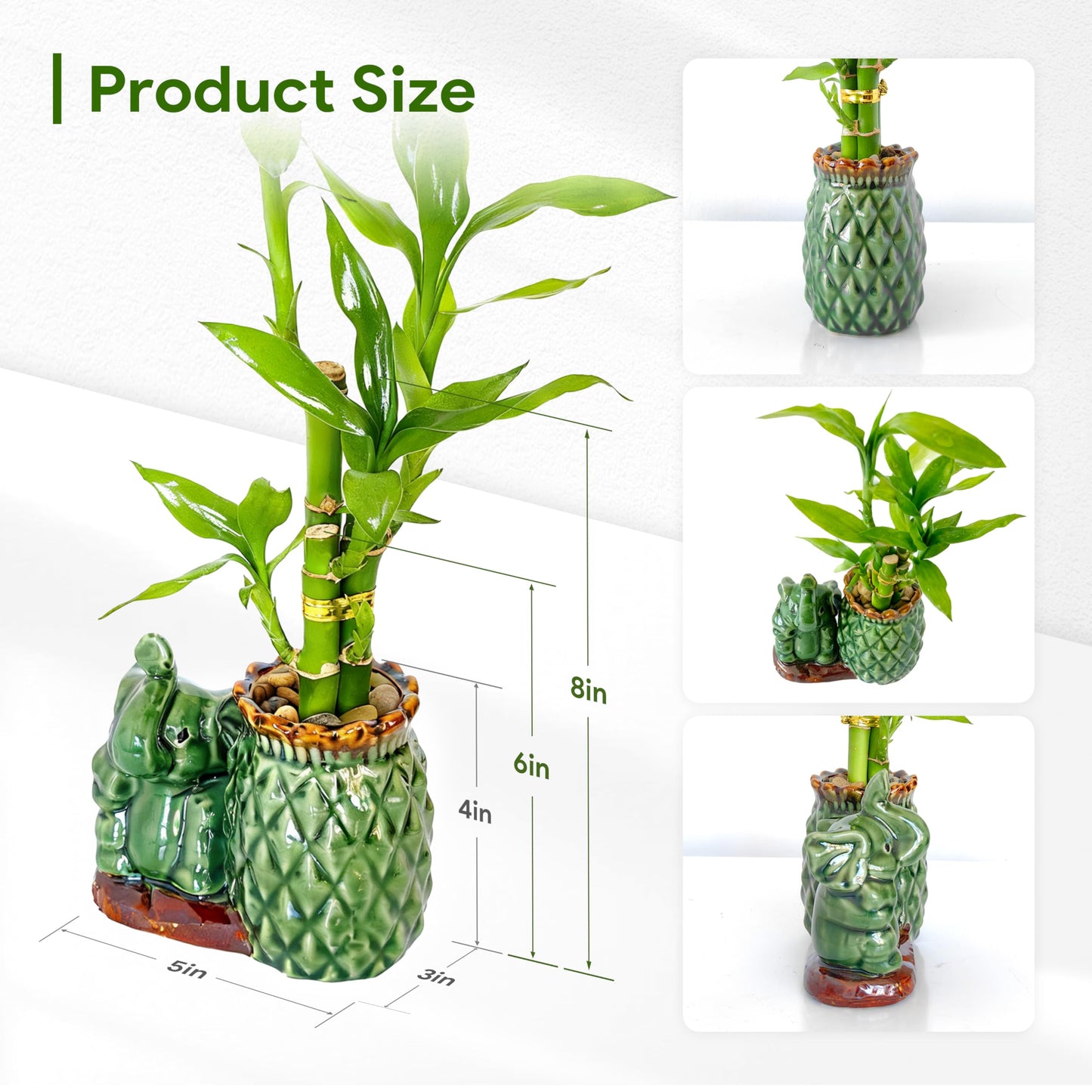 Yagaliga Lucky Bamboo 3-Stalk (2×6″ + 1×8″) Live Indoor Plant Set – Elephant & Pineapple Ceramic Pot with Pebble Bag