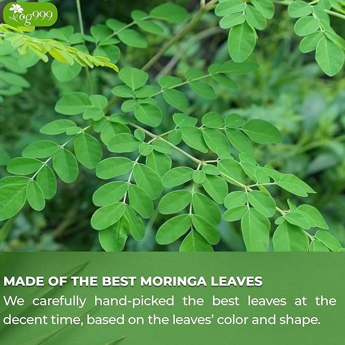 TOG999, Premium 60 Moringa Leaf Tea Bags, 100% Natural & Pure, Loose Leaf Moringa Herbal Tea. No Sugar, No Caffeine, No Gluten, Vegan.