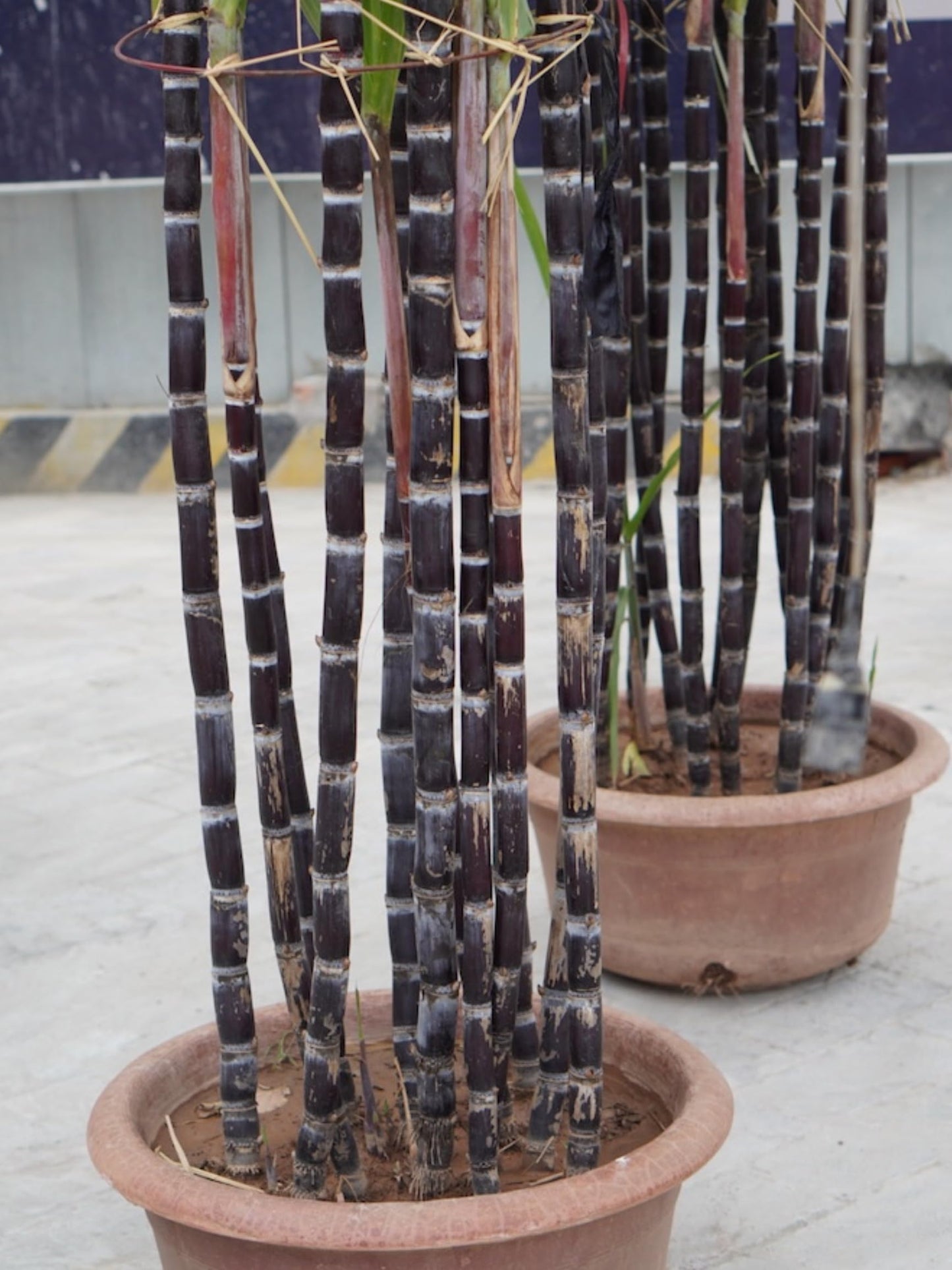 20 Black Purple Sugar Cane Plants Live Cuttings, 1-3 Nodes Ready to Plant, Outdoor Growing Sweet, Fresh Sugar Cane, Fast-Growing