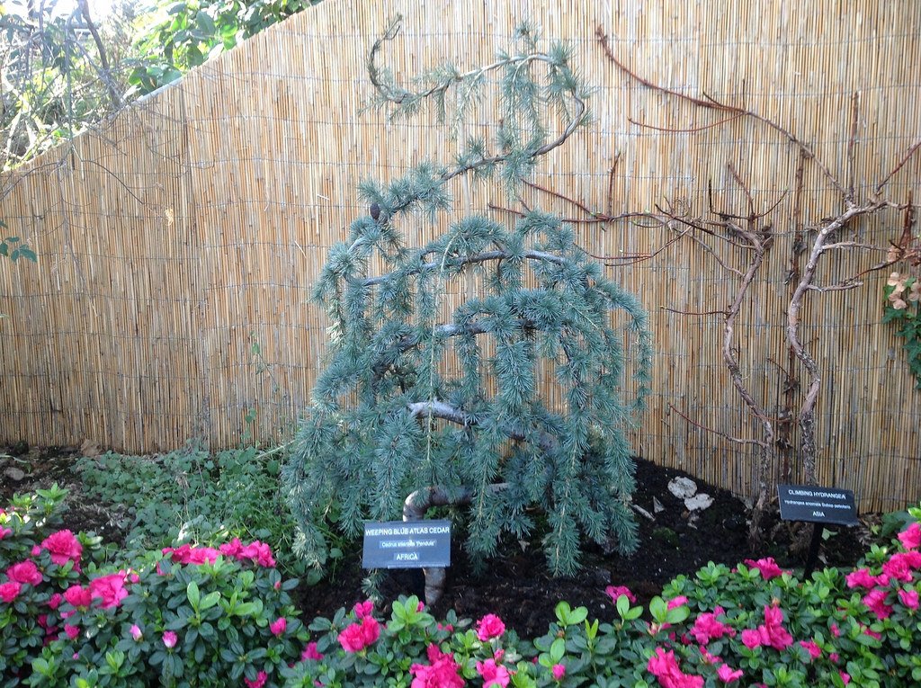 Weeping Blue Atlas Cedar 3 - Year Live Tree