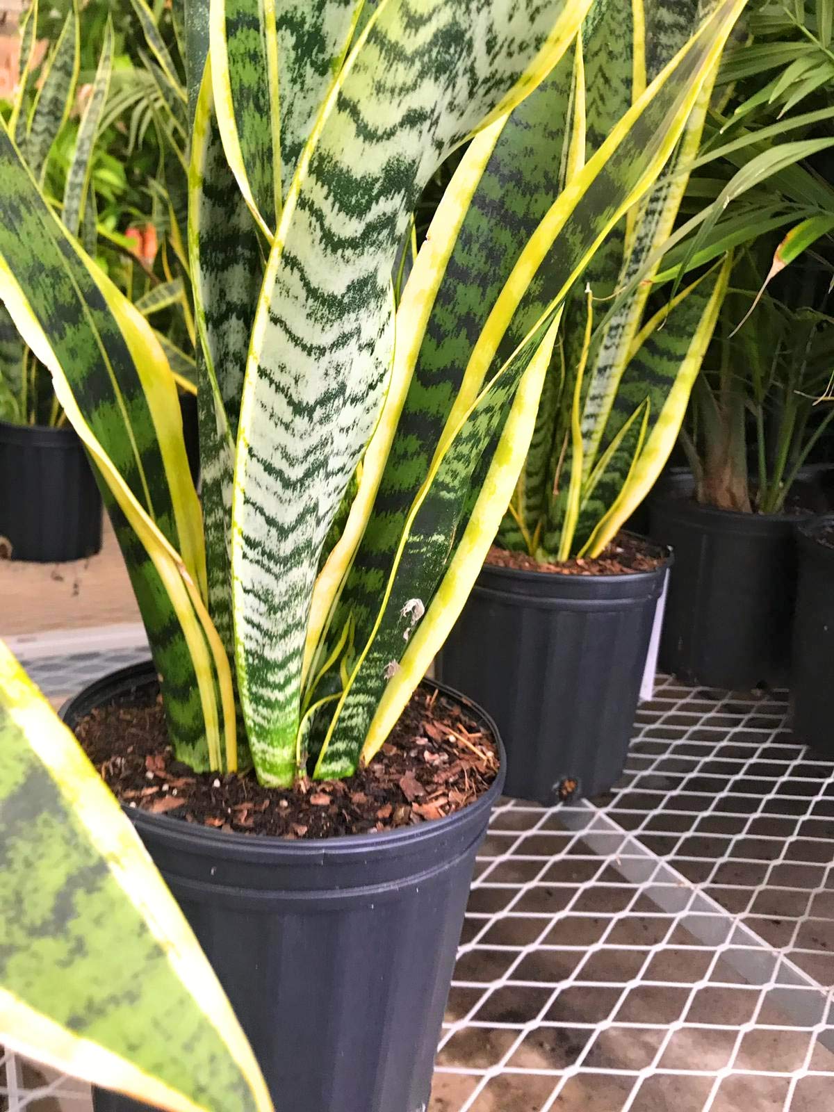 DirectPlants, Snake Plant, 3 Gallon, Vipers Bowstring Hemp, Sansevieria Trifasciata, Real Live Plant, Indoor/Outdoor,