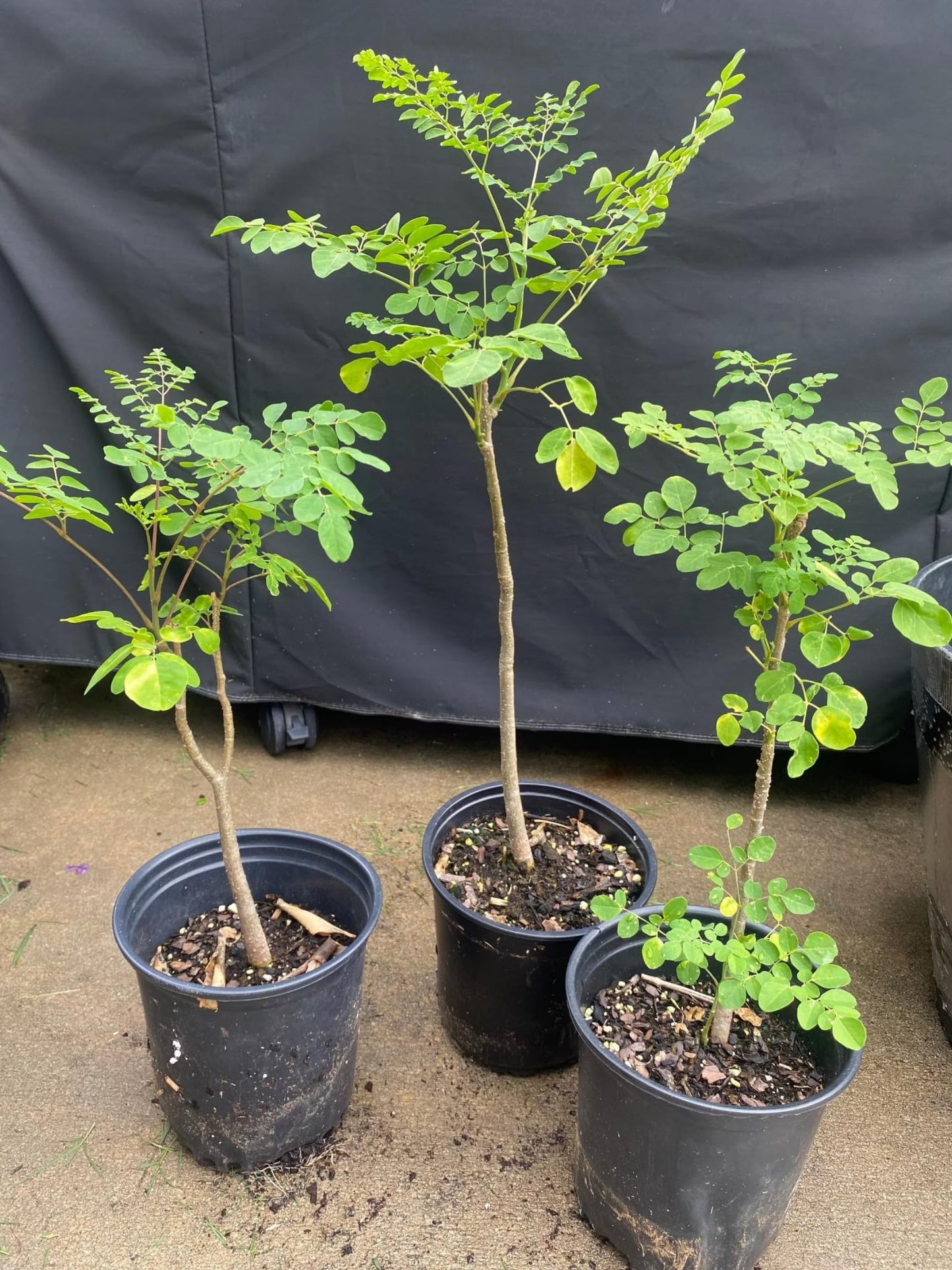 Live Malunggay Plant Potted, Moringa Oleifera Live Tree, 6-8" in Tall Drumstick Horseradish Trees Herb for Planting, 7 Months Old Tree