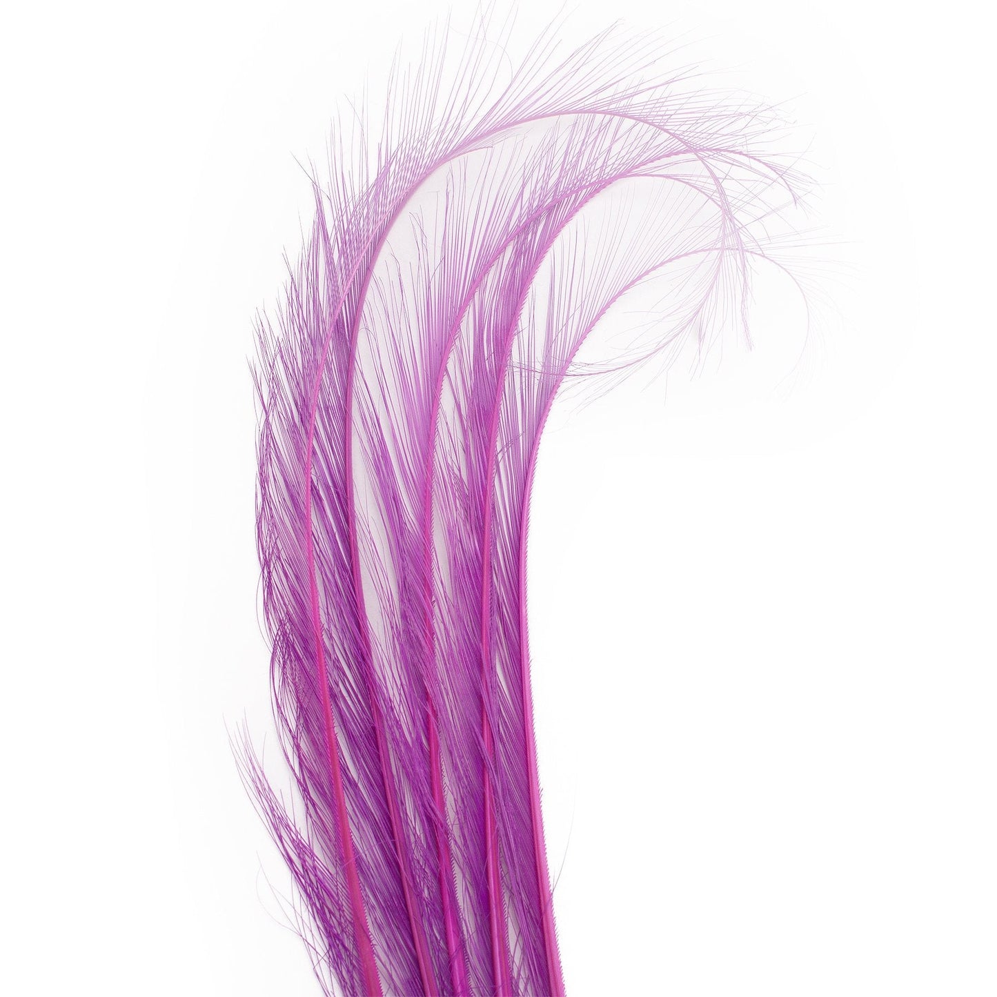 Lawliet 5pcs 10-12" Burnt Pheasant Quill Feather Millinery Hat Trimming Craft B071 (Purple)