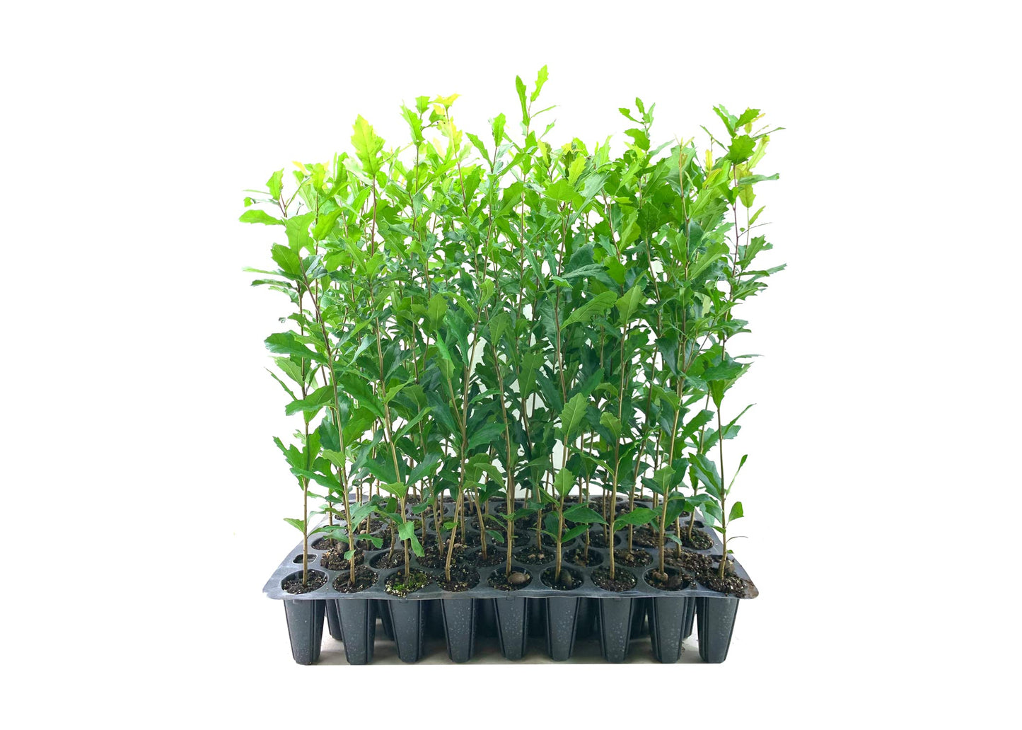 Southern Live Oak Tree | Quercus Virginiana | 3 Live Plants | Durable Picturesque Shade Tree | Dark Green Foliage