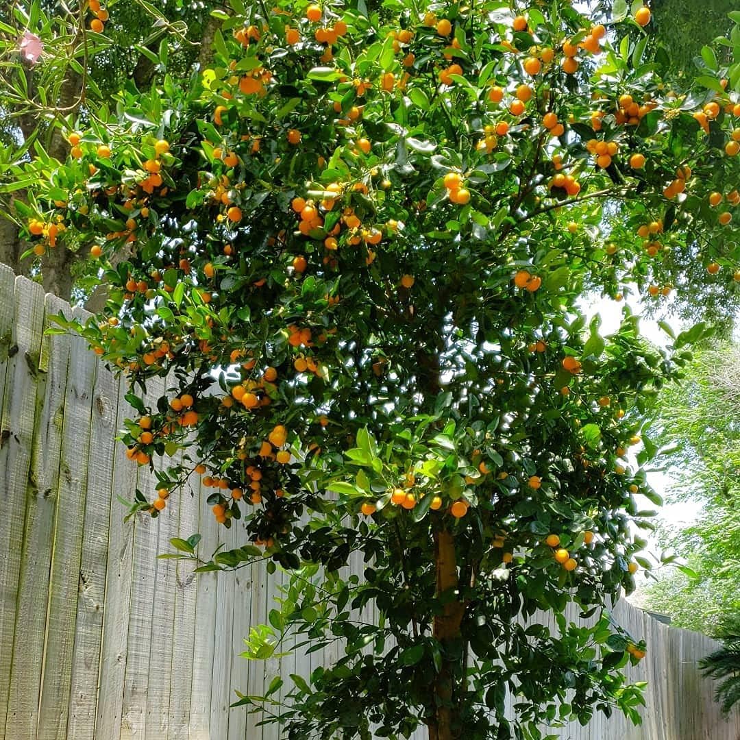 80pcs Calamansi Fruit Seeds for Planting, Fresh Citrus Seeds for Home Garden, Outdoor, and Greenhouse Cultivation