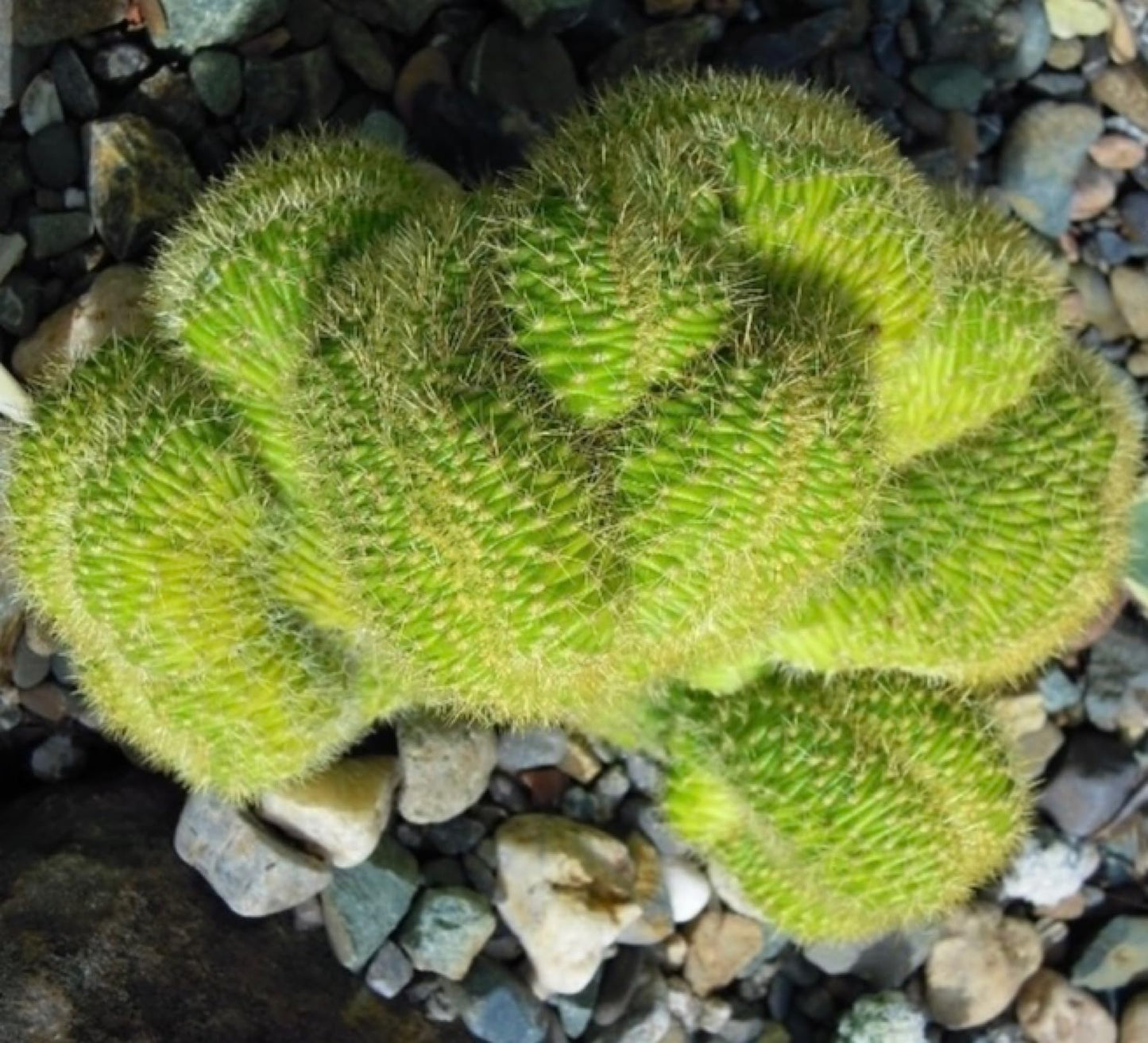 8" Rare Large Live Cactus Succulent Plant - Trichocereus Huascha Crested, Hardy/Drought Tolerant, Easy to Grow Indoor/Outdoor