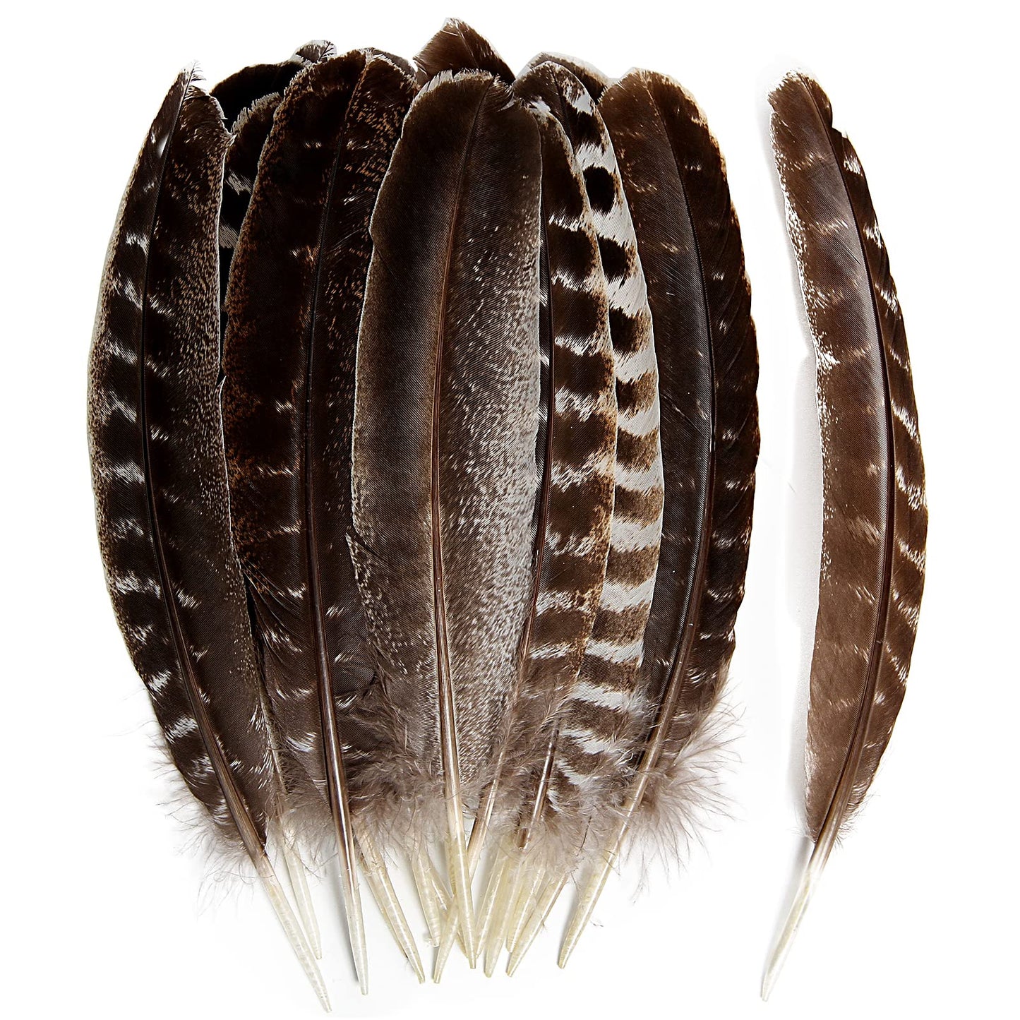 THARAHT 24pcs Natural Wild Turkey Wing Feathers Quill Bulk 8-10inch 20-25cm for DIY Crafts Project Collection Wedding Decoration Wild Turkey Tails Feather