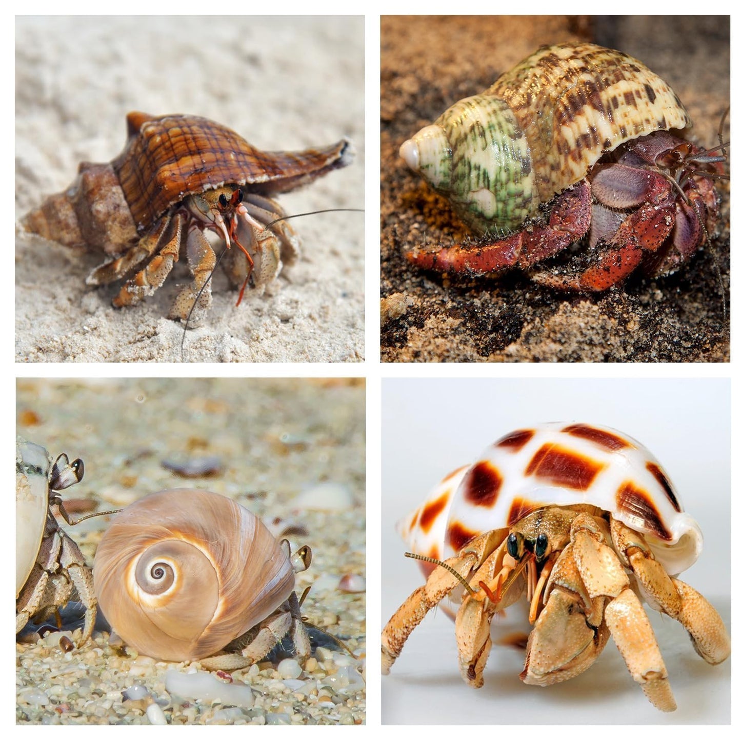WeDoSoy 5PCS Hermit Crab Shells | Natural Sea Conch Size 2.1" - 2.8", Opening Size 0.9" - 1.5" | Medium Large Turbo Seashells for Hermit Crab Supplies and Beach Decoration Sea Shell