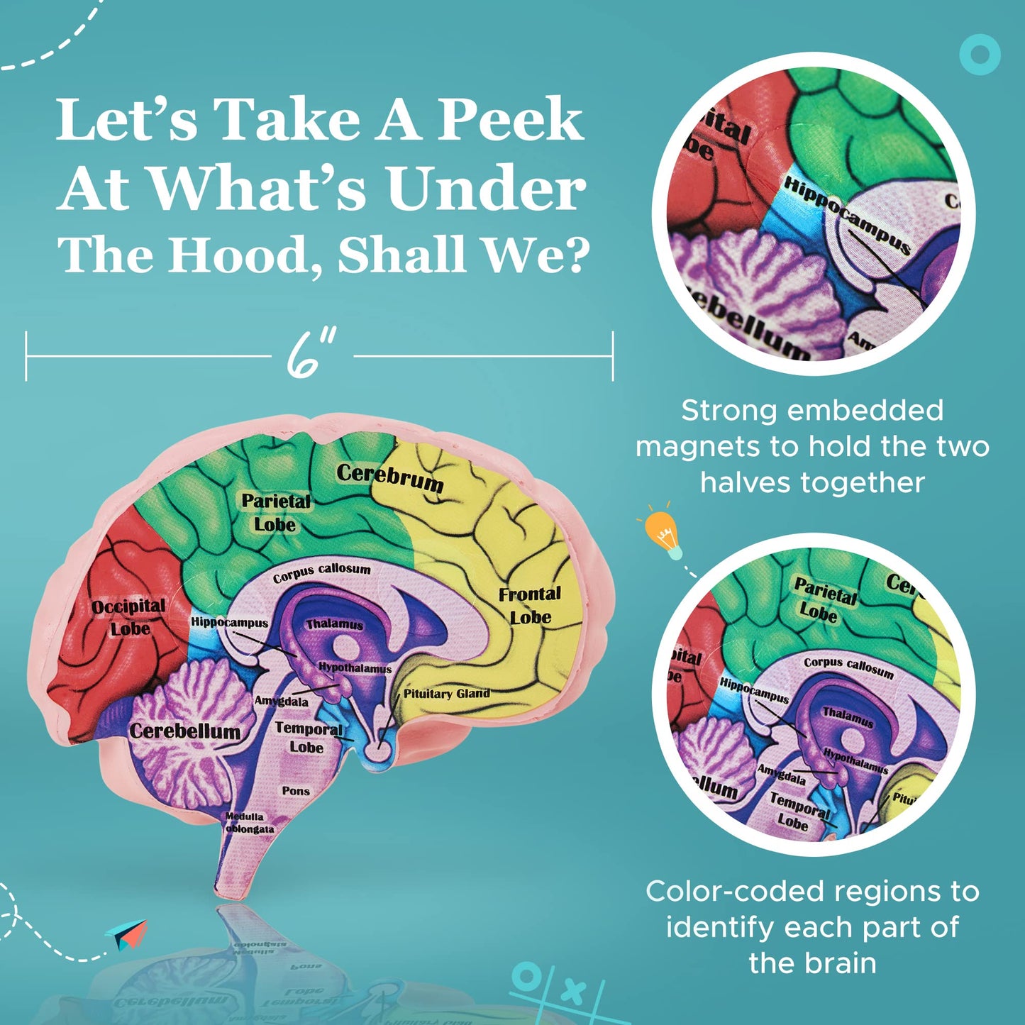 Cross Section Foam Brain Model | Free Stand, Answer Sheet & Digital Worksheet | Educational Tool Learning & Teaching Human Anatomical Function, Psychology, Biology or Science | 2 Labeled Half Pieces