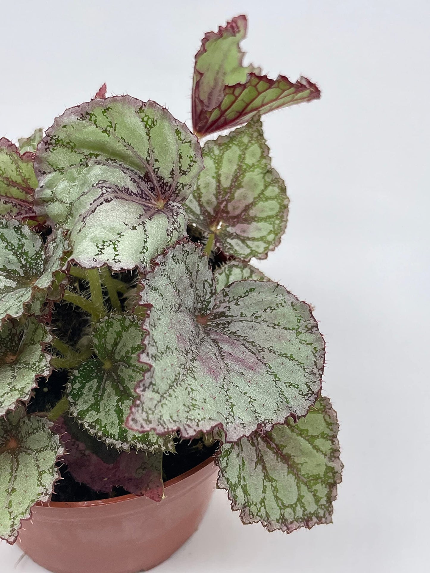 BubbleBlooms Peace Begonia Rex, 4 inch