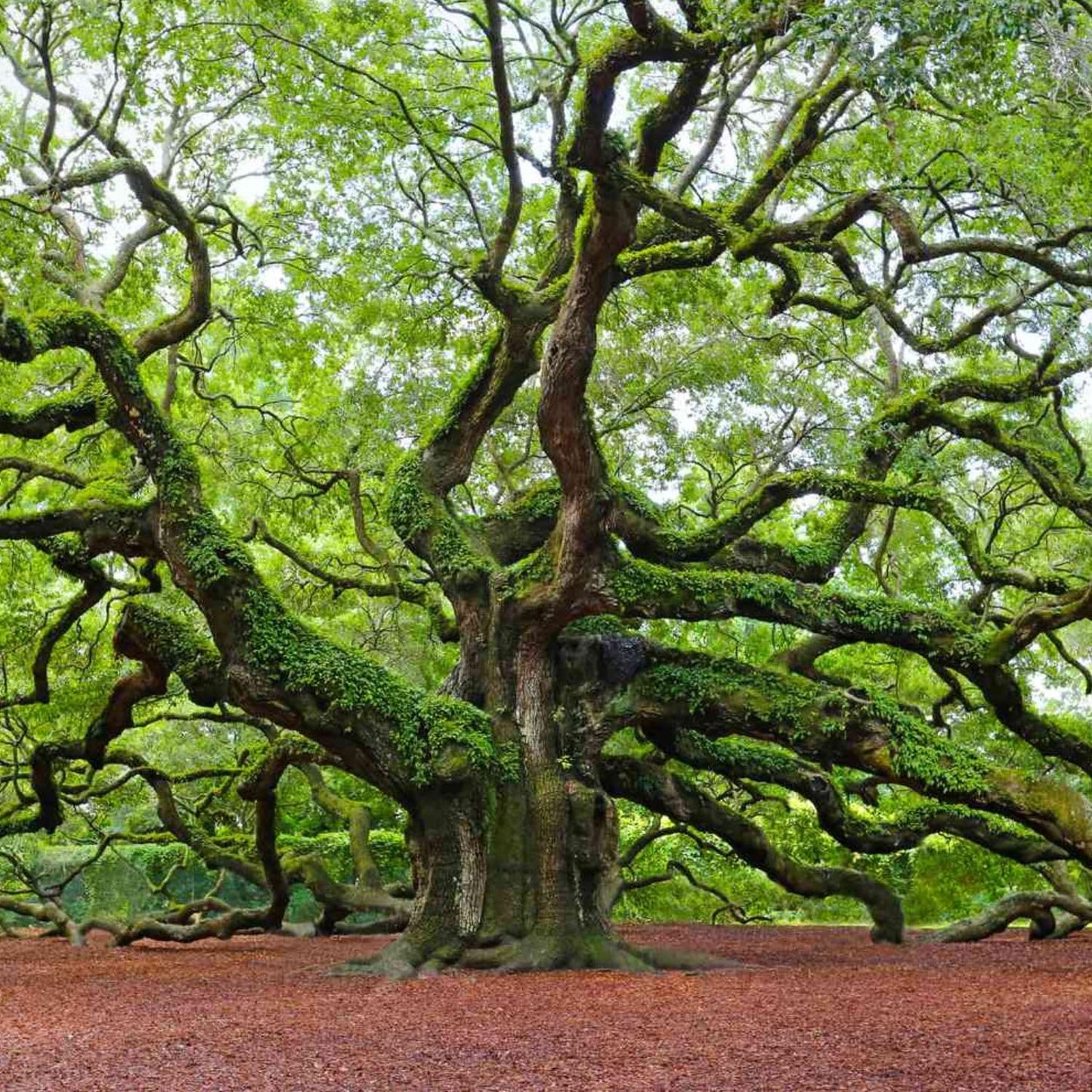 Southern Live Oak, Shade Tree, 7 gal. Nursery Pot (Due to Agricultural Laws, we Cannot Ship to CA, AZ, AK, or HI)