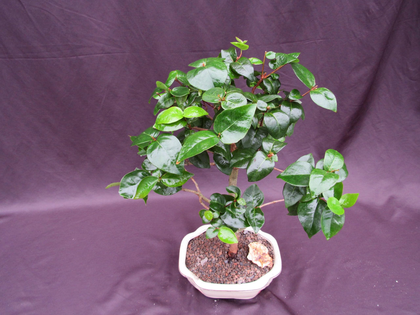 Surinam Cherry Bonsai Tree