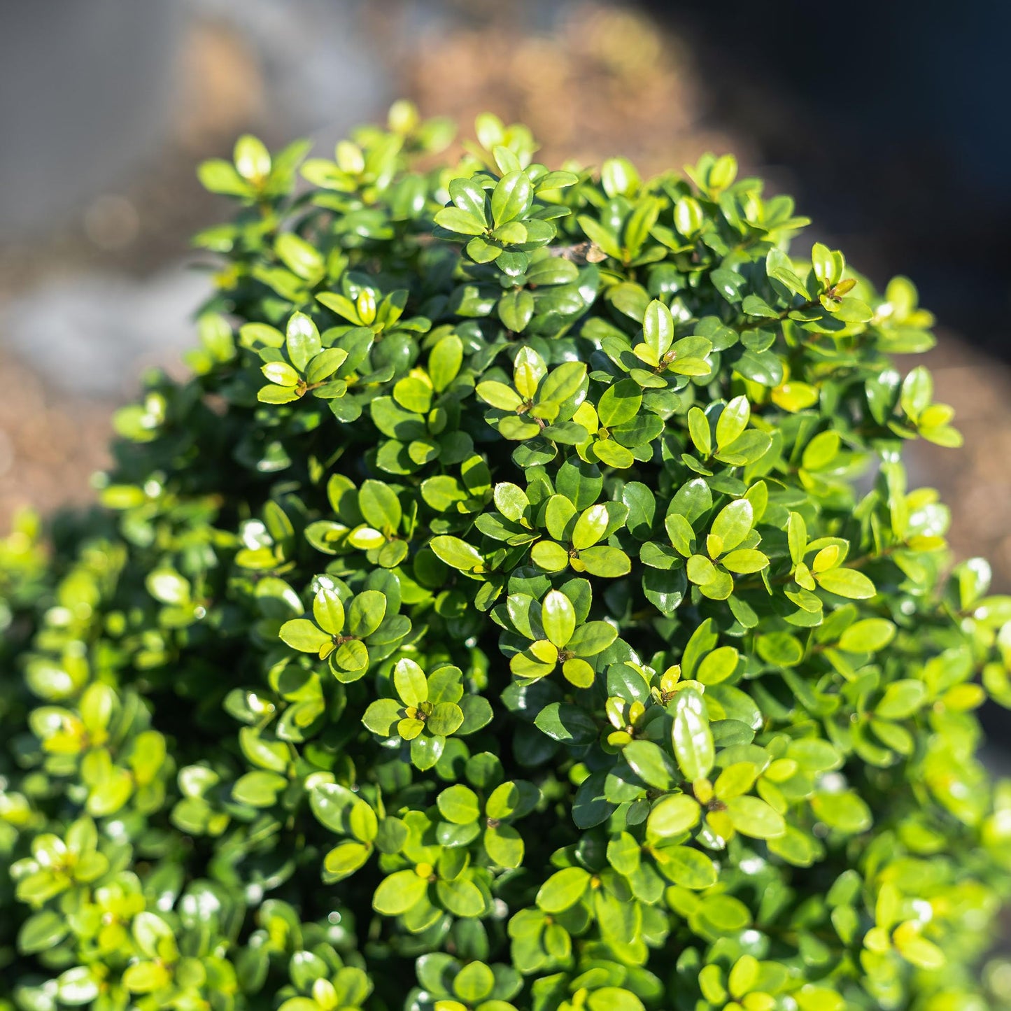 Perfect Plants Steeds Holly Bush 1 Gallon | Tall Evergreen Shrub in Growers Pot for Privacy Shield or Landscape Interest.