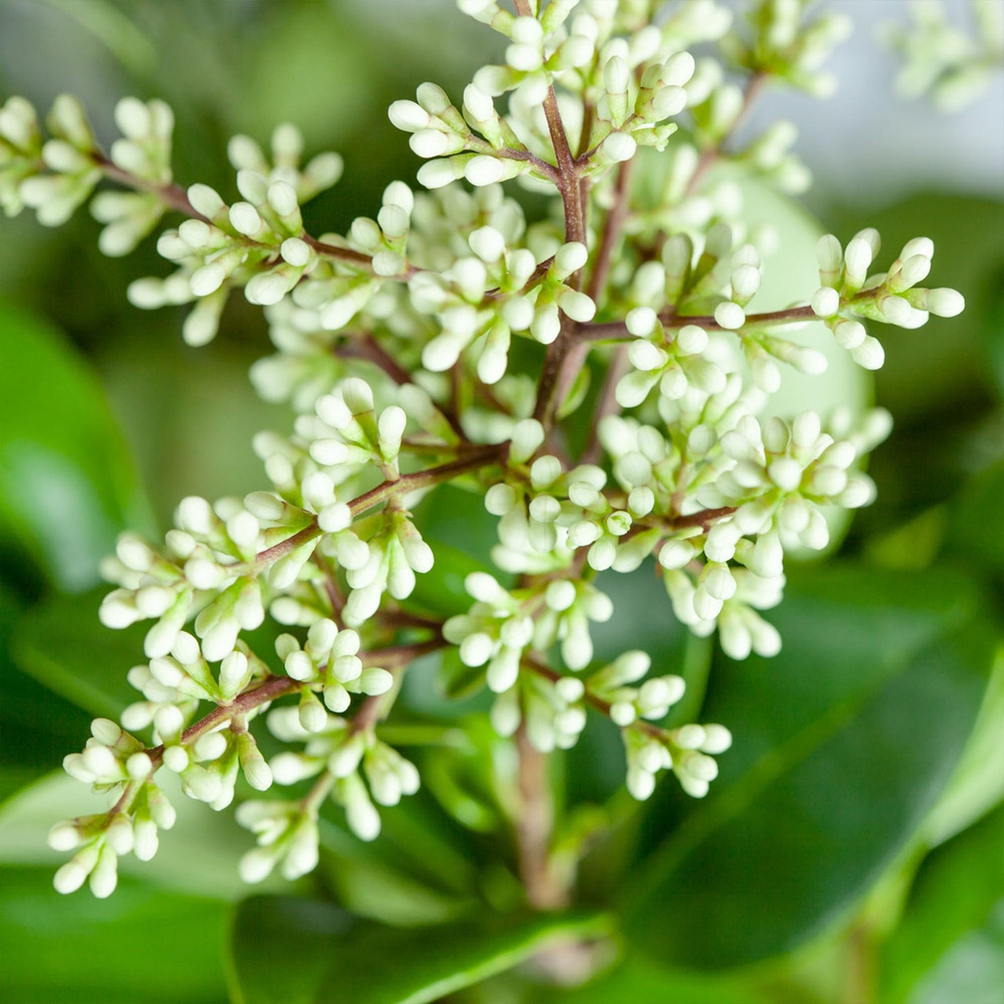 Perfect Plants Waxleaf Ligustrum 1 Gallon Growers Pot | Fast Growing Evergreen Shrub with Timy White Blooming Clusters