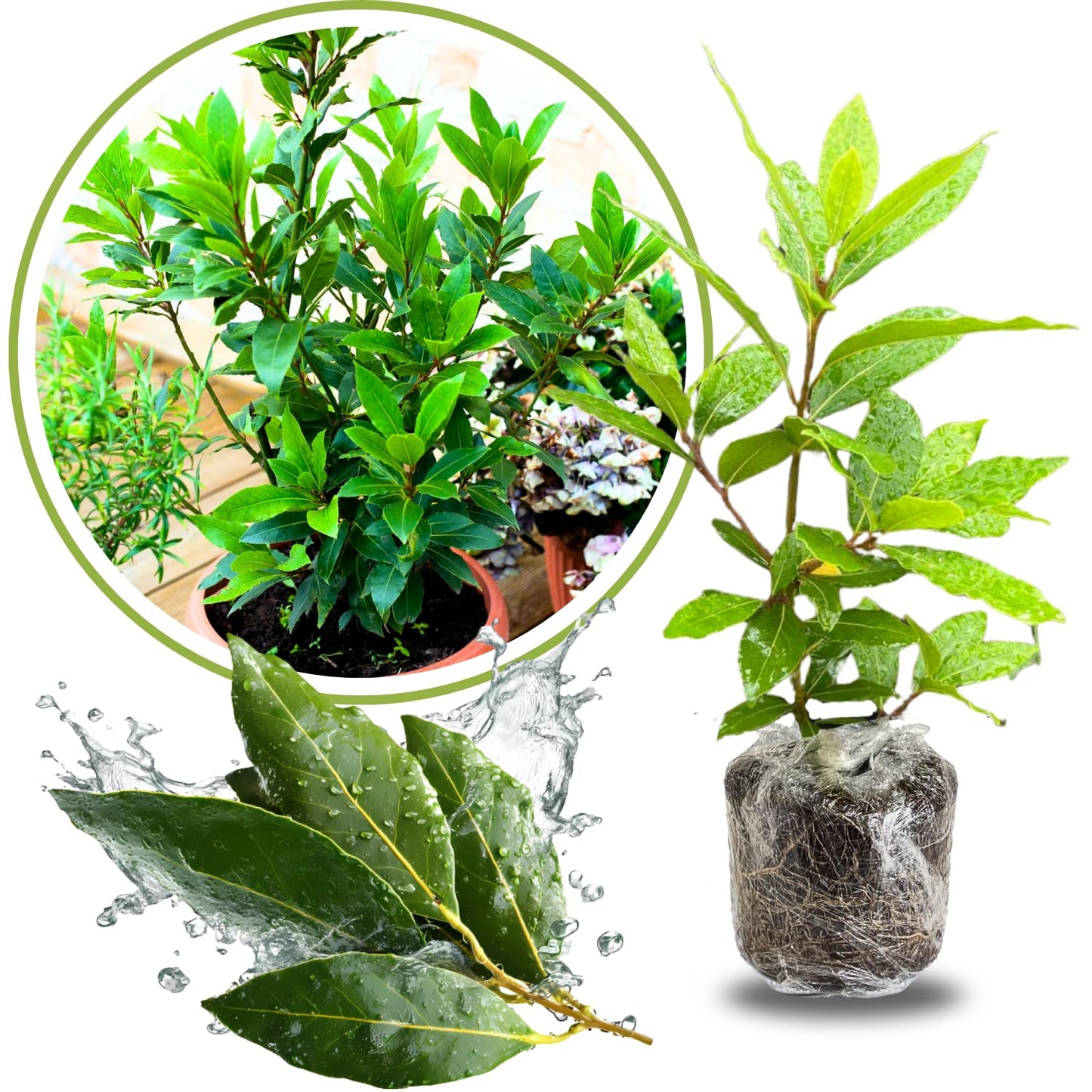 Sweet Bay Laurel Plant Live, Laurus Nobilis Bay Leaf Tree, 5-9" Tall, Fragrant Herb